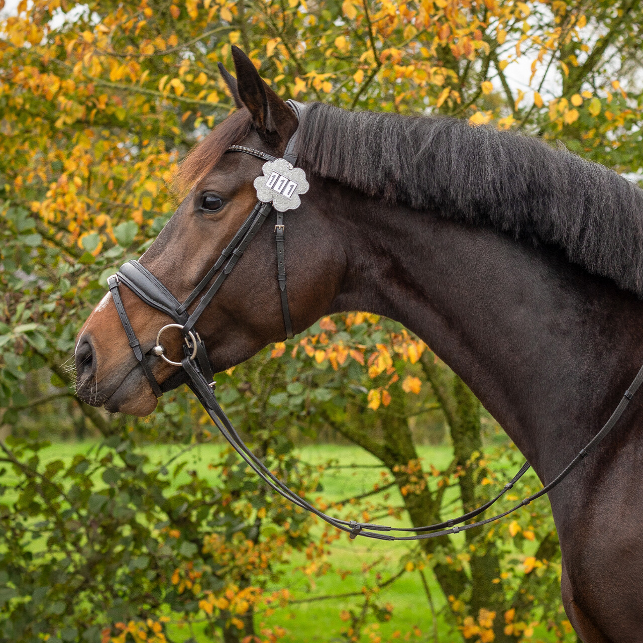 Nummernhalter Clover