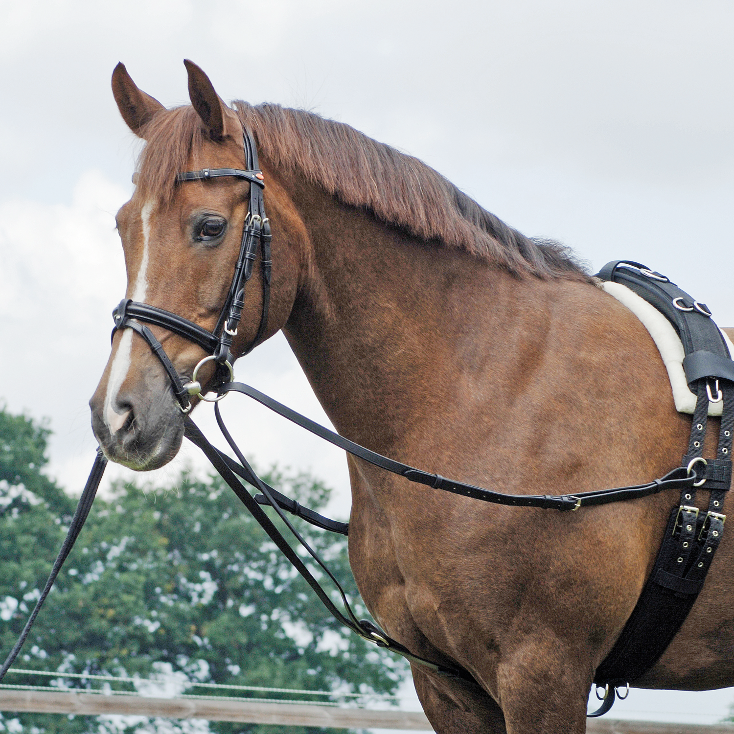 Basic triangular reins