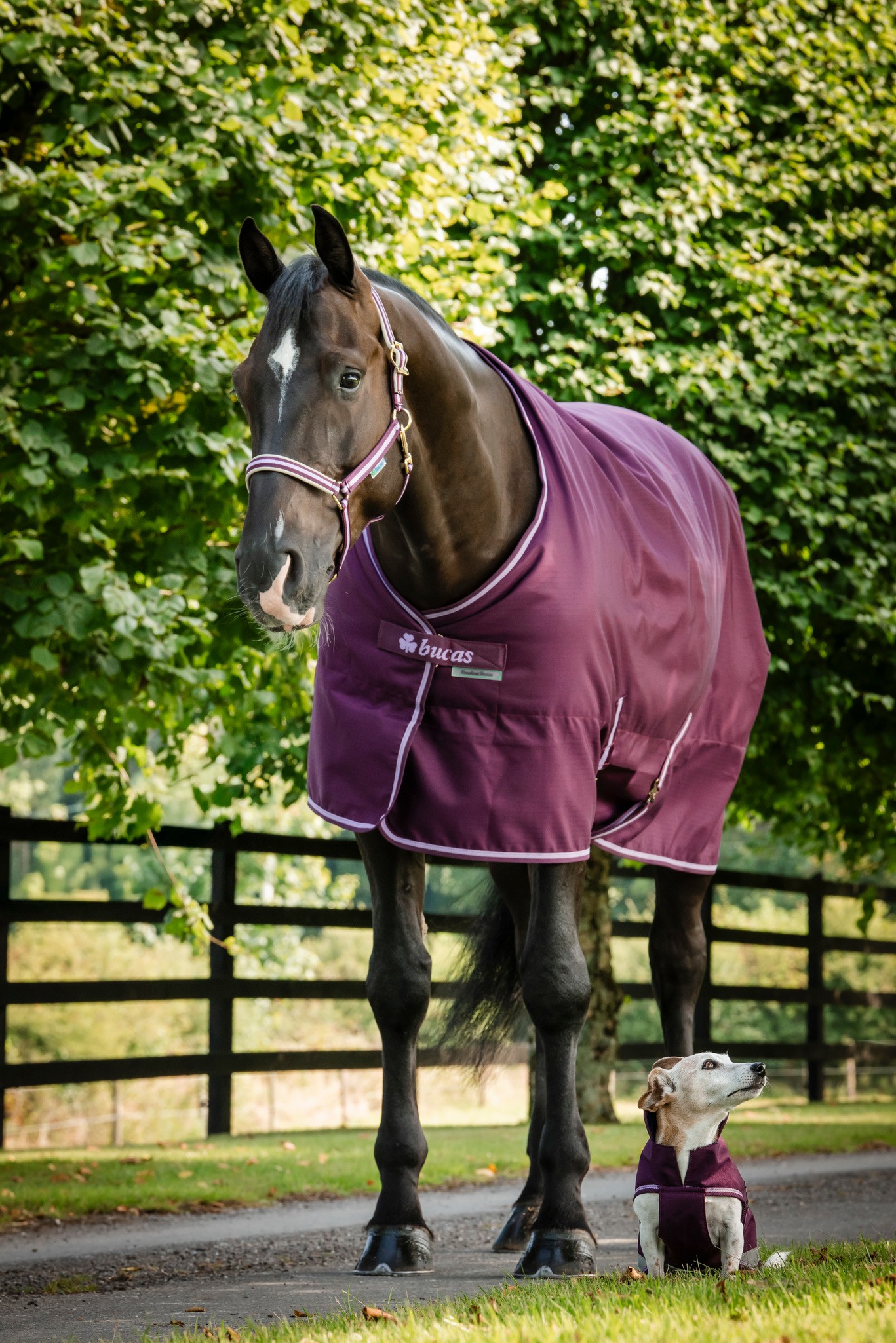 Stalldecke Freedom Stable 300 g in Blackberry