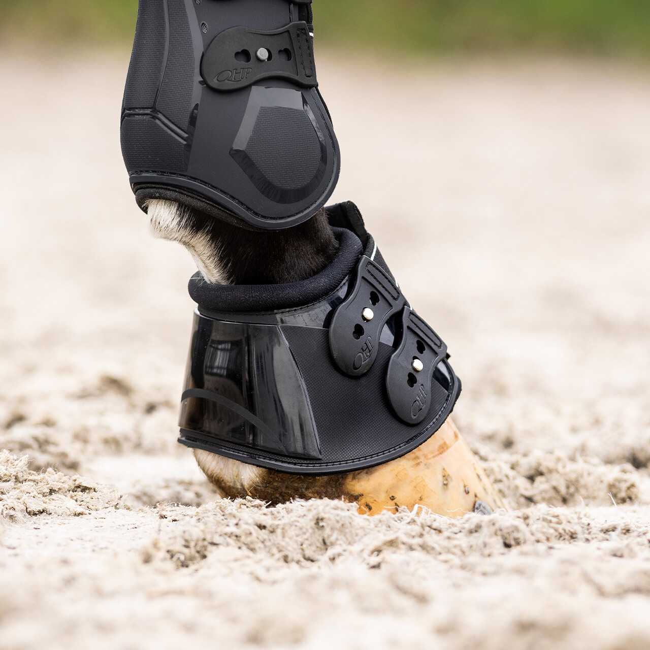 Springglocken Champion