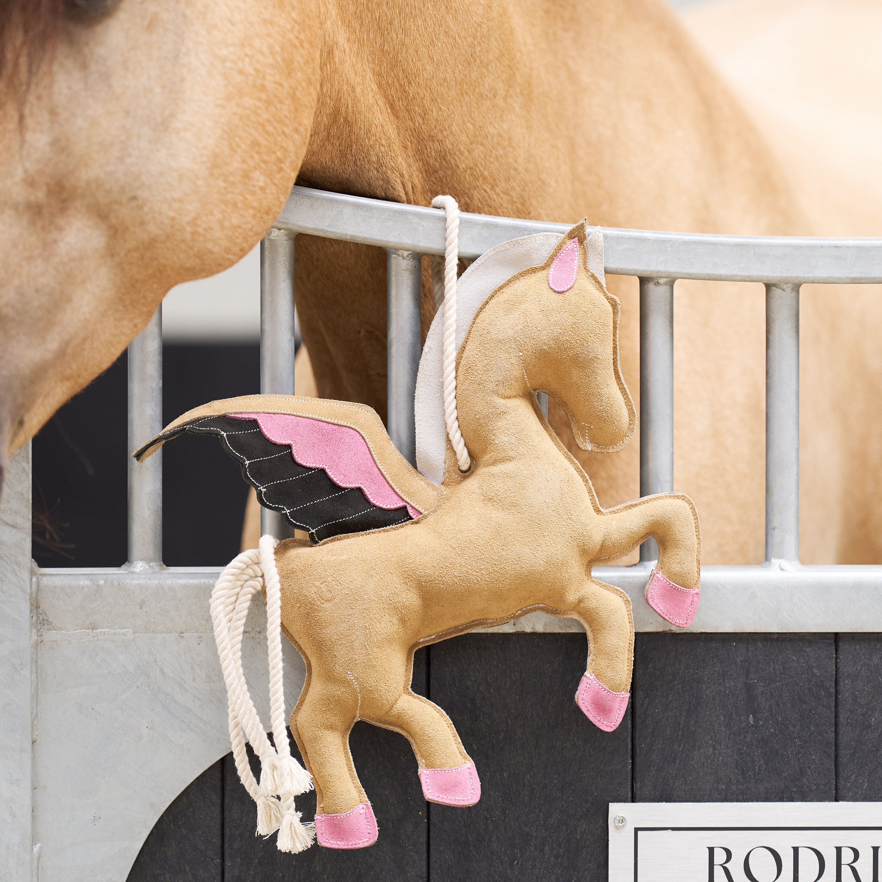 Stable buddy Pegasus