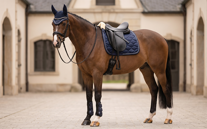 Brauner mit Eskadron Navy Outfit