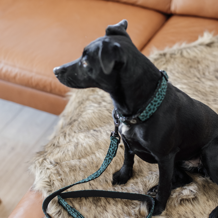 Dog collar lizard