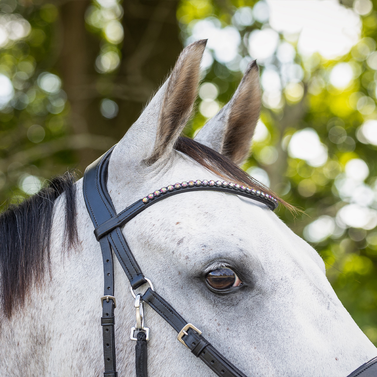 Snaffle bitless Sunna
