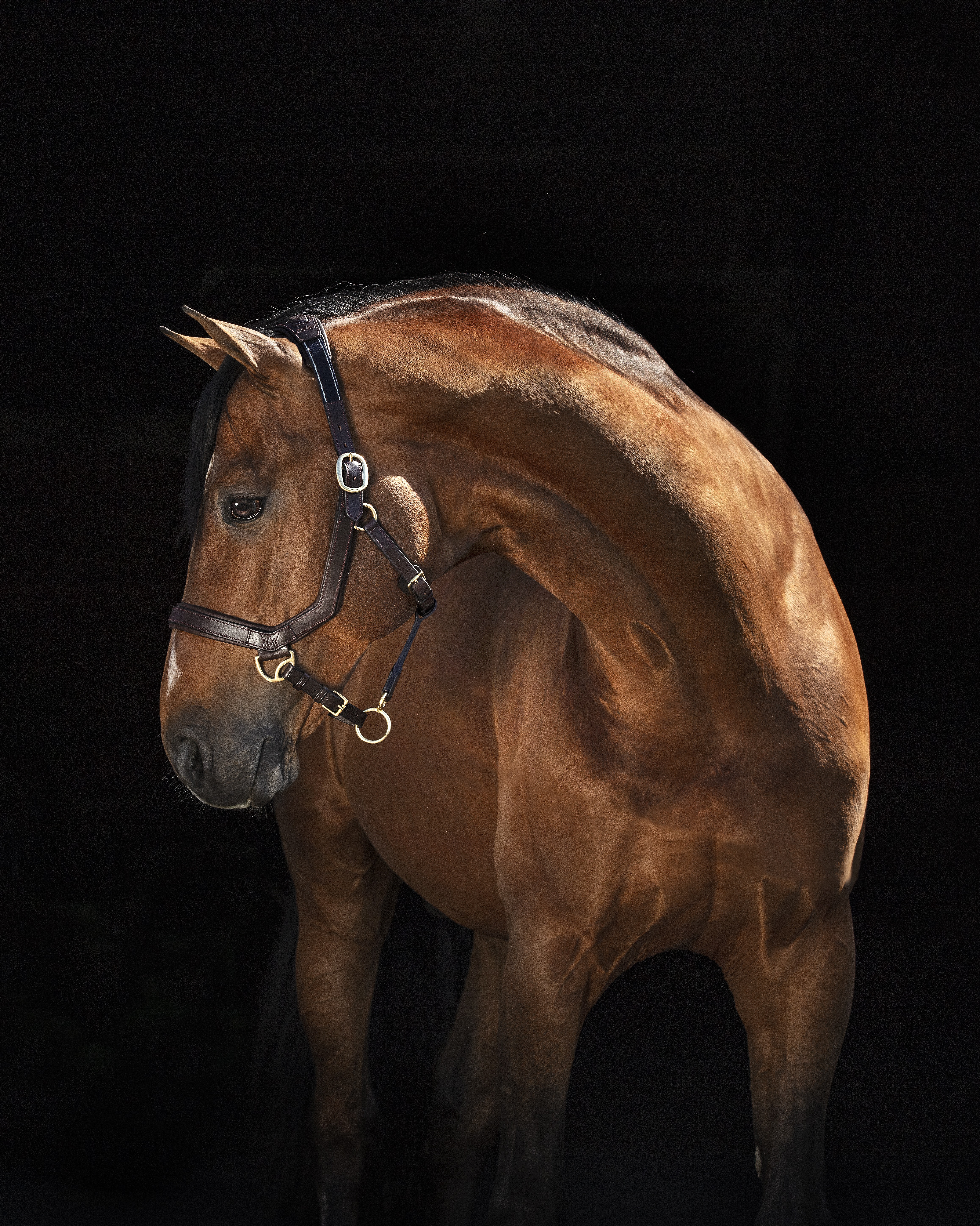 Halfter Rambo Micklem