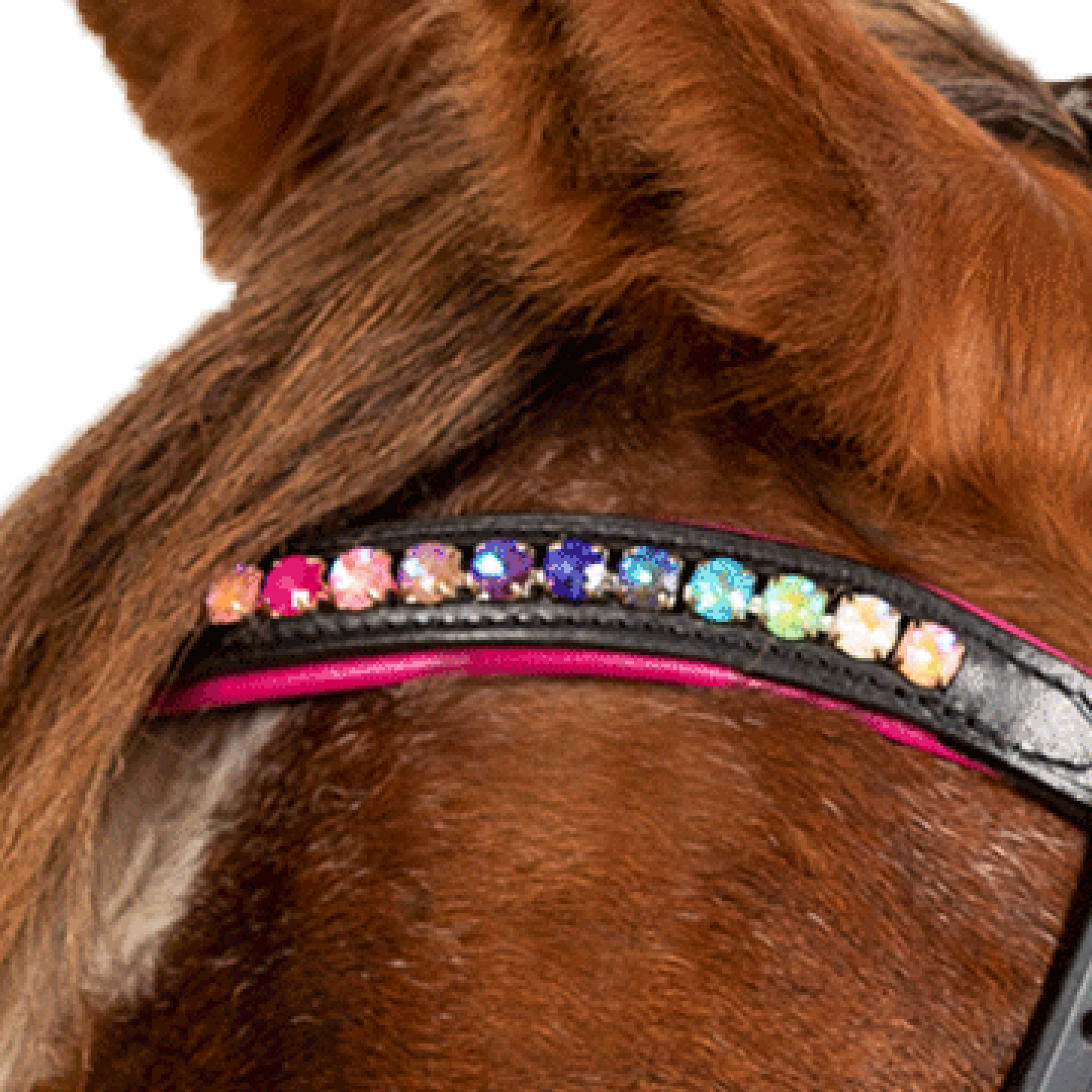 Snaffle bridle Pinky English comb.