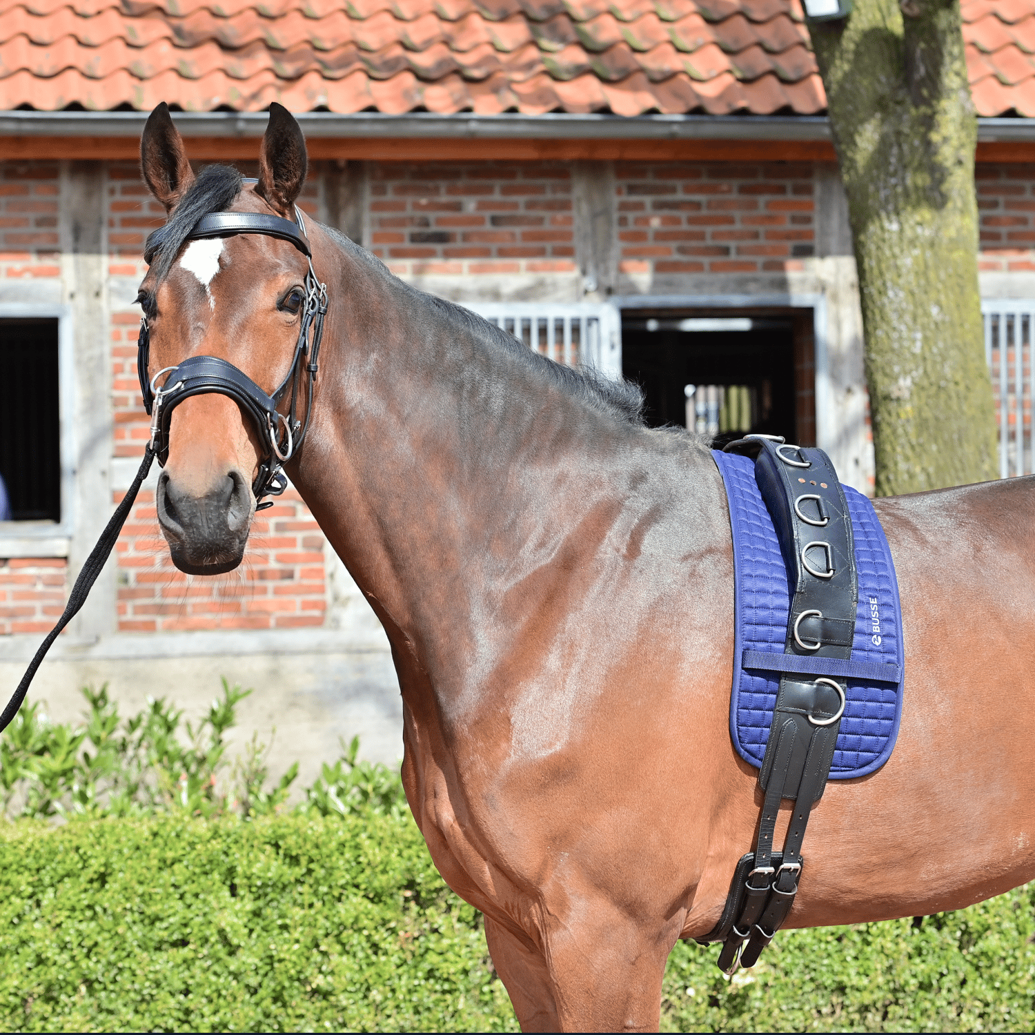 Classic lunging belt underlay
