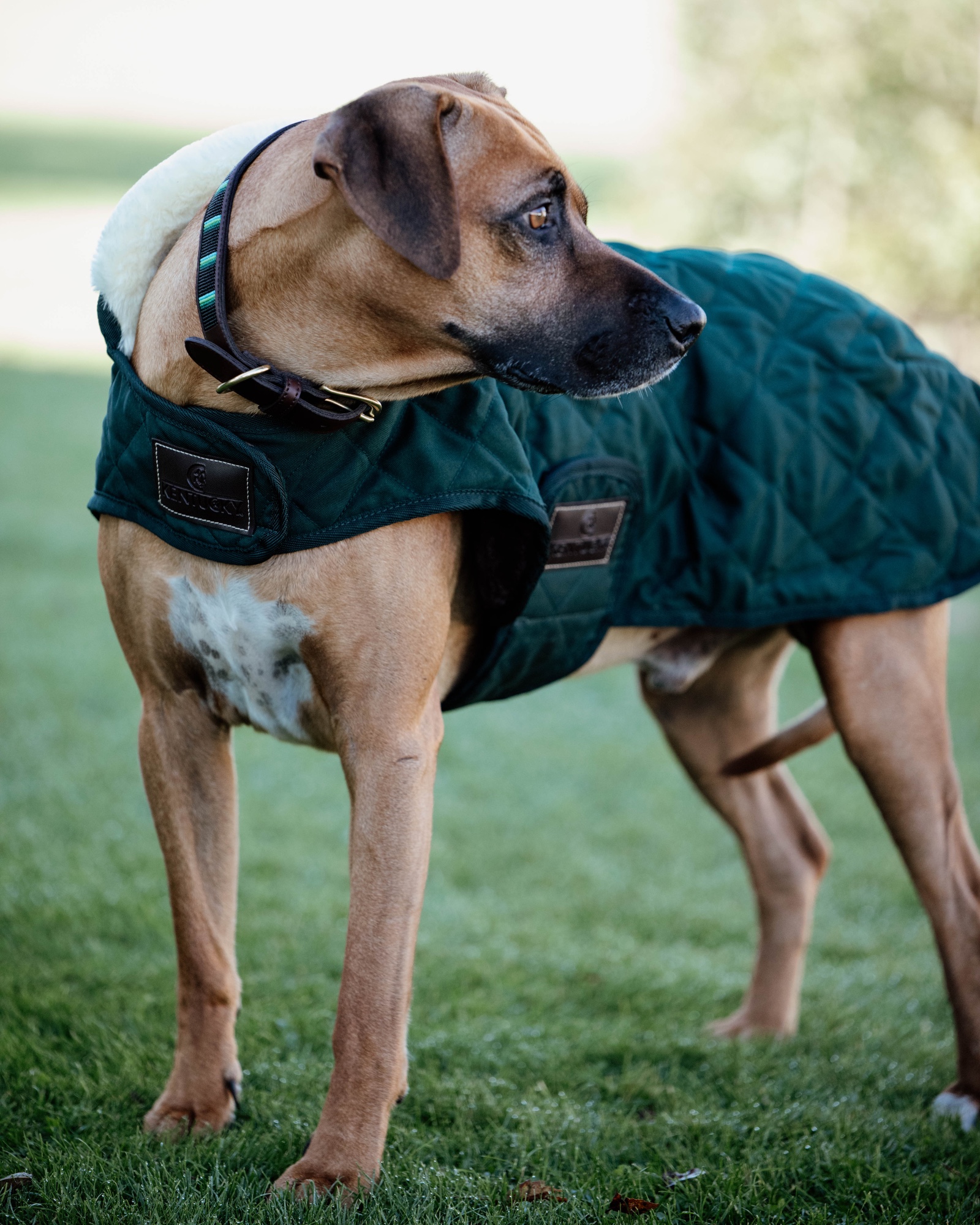 Original dog coat