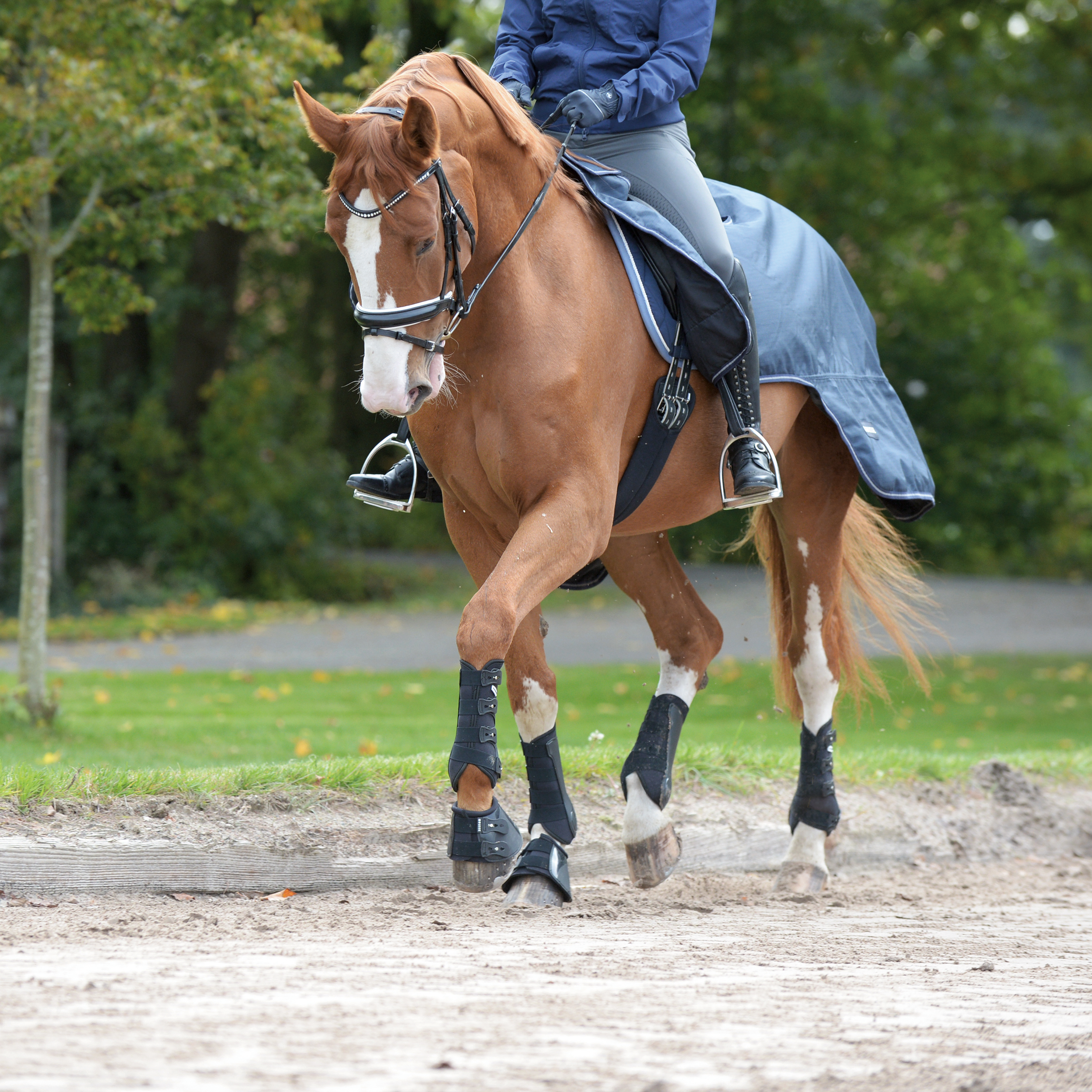 Guêtres Dressage-Pro