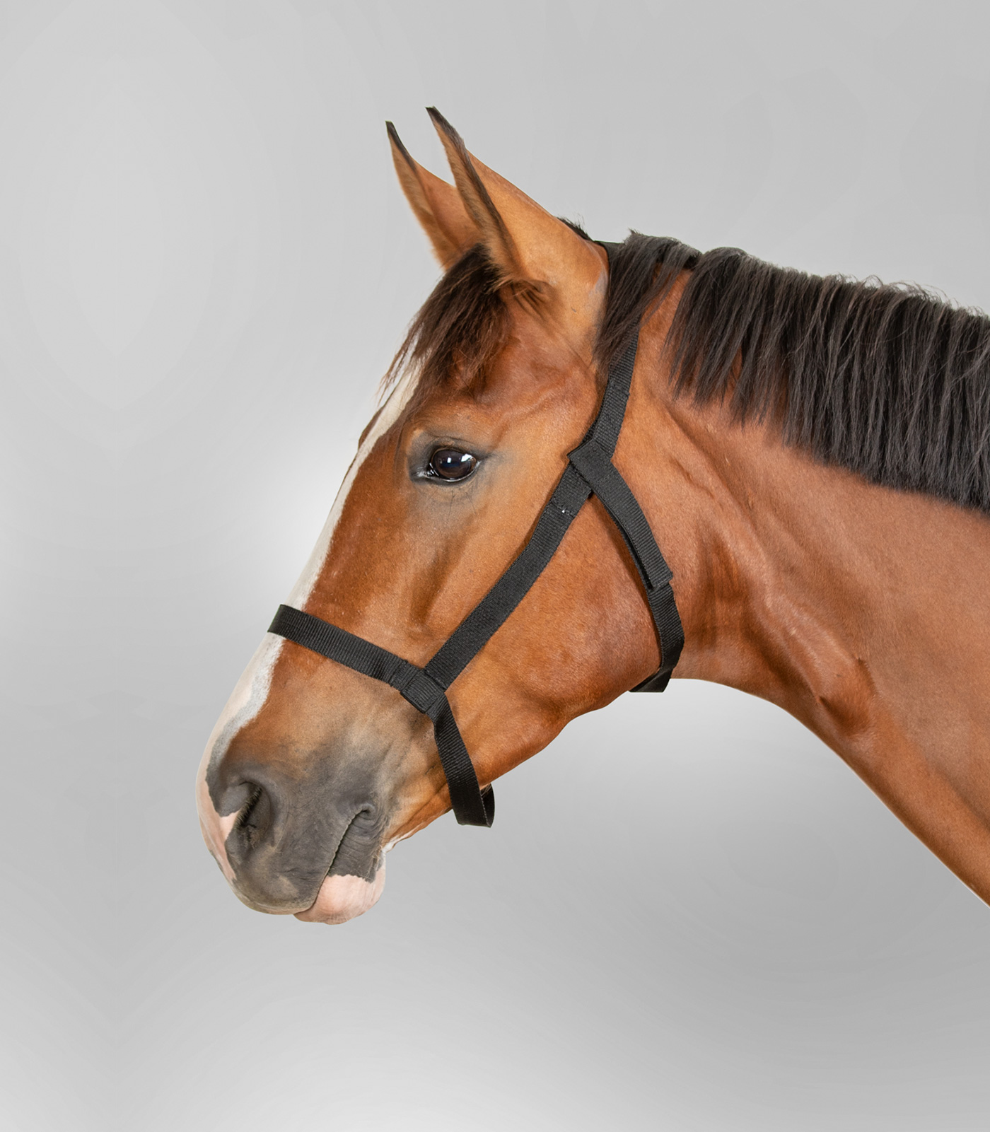 Pasture halter