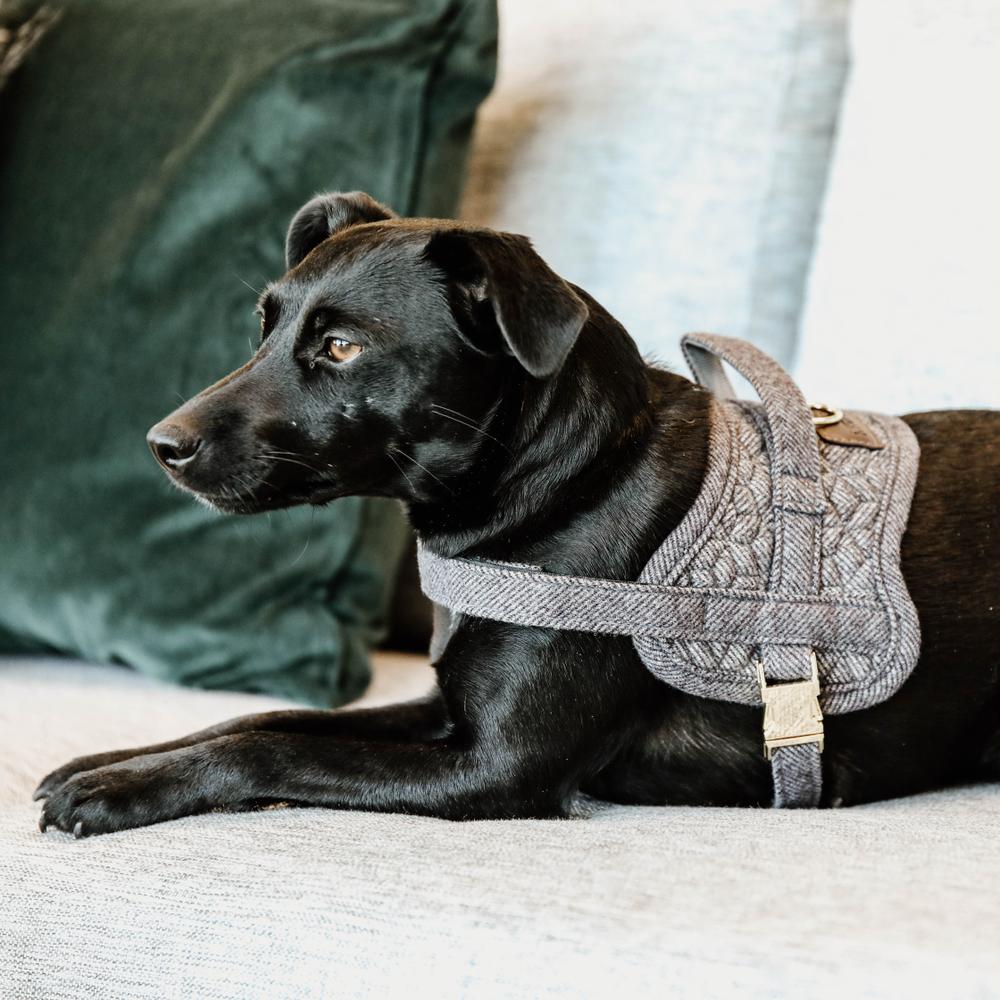 Hundegeschirr Body Safe Wool | Kentucky Dogwear