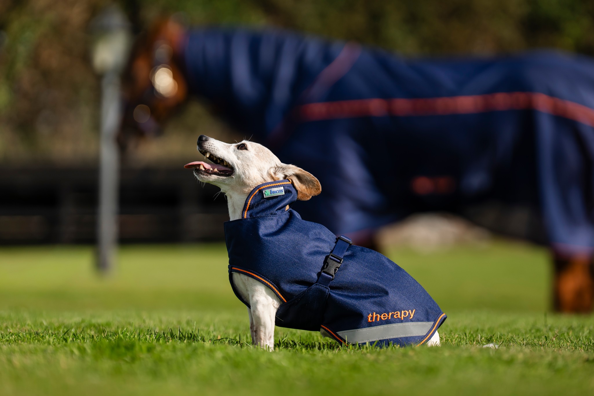 Hundedecke Therapy in Navy/Orange