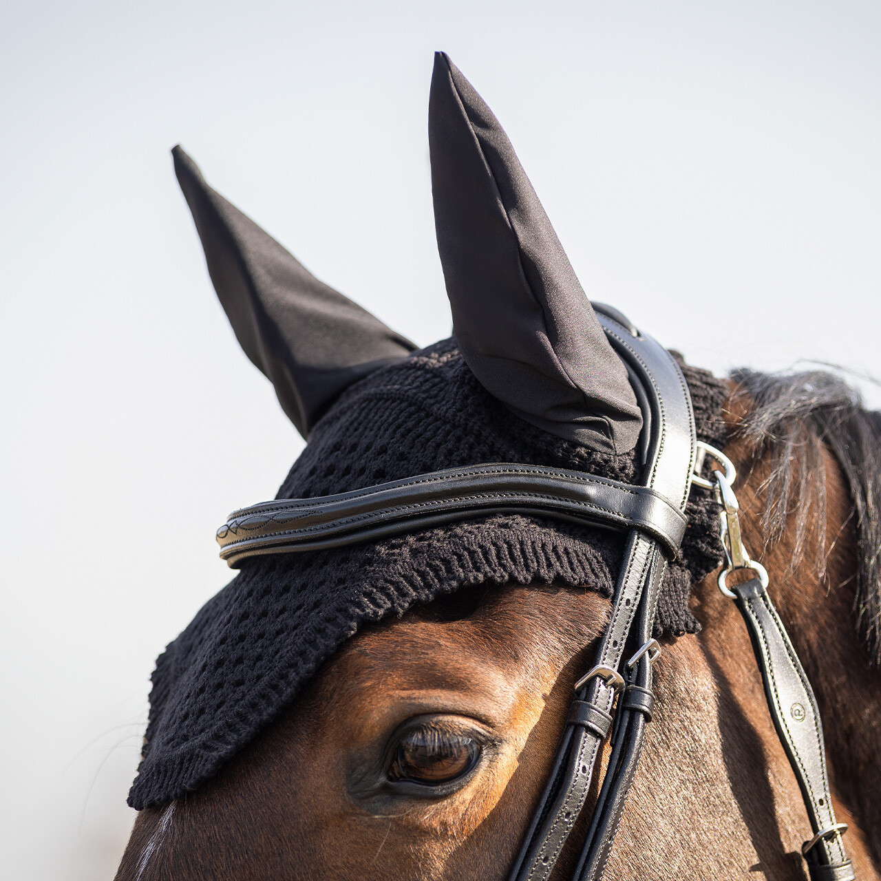 Salerno fly ears