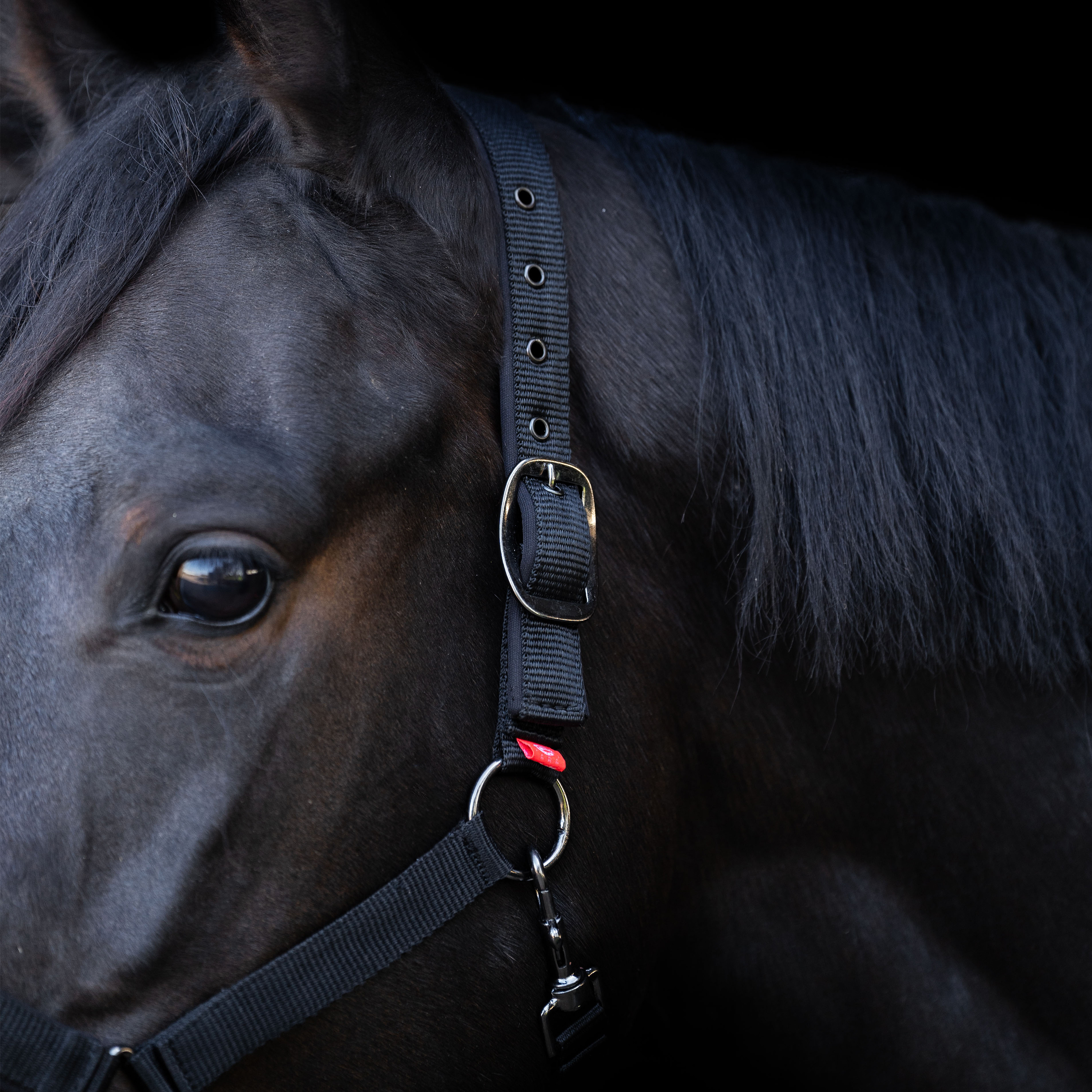 Halfter Yearling