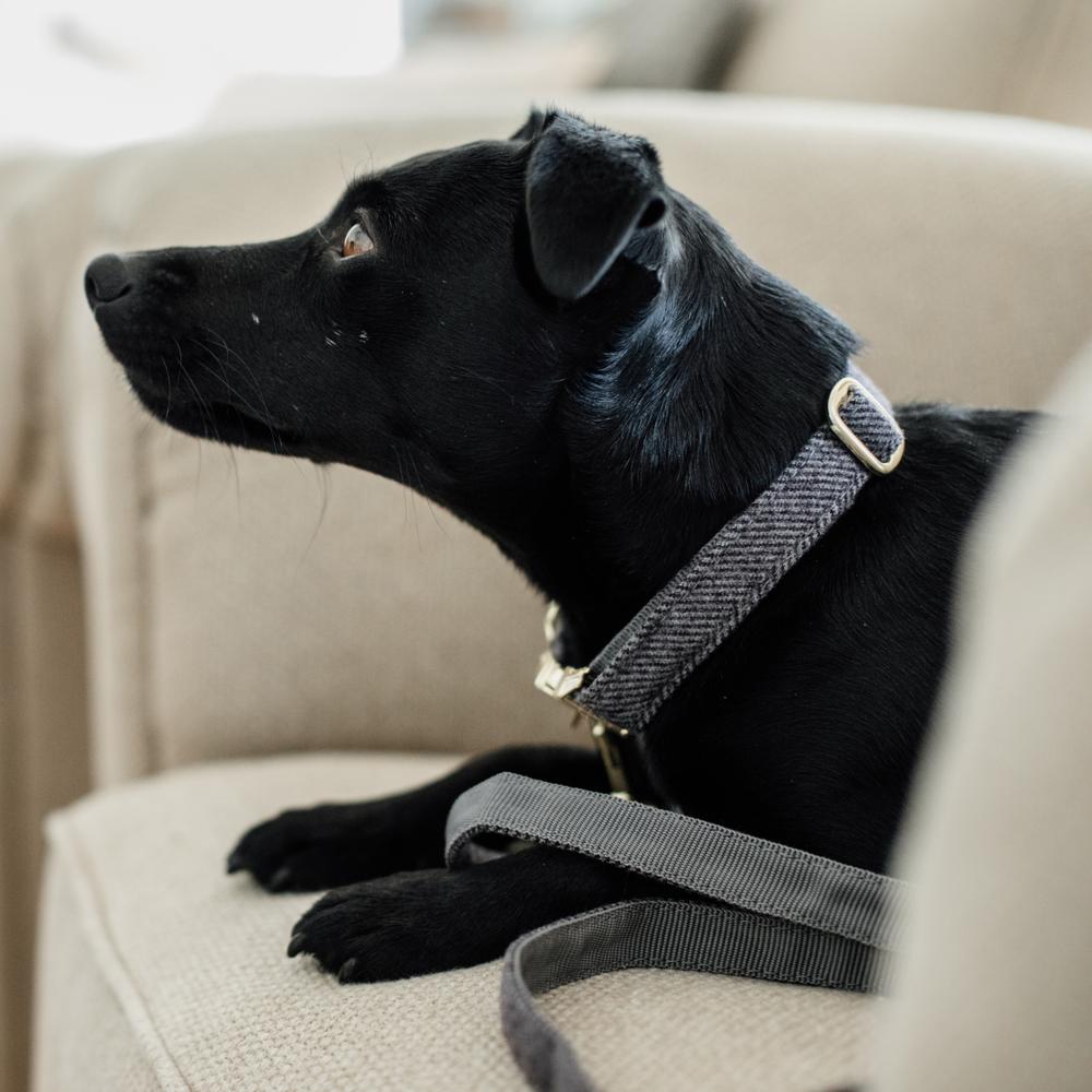 Hunde Halsband Wolle | Kentucky Dogwear