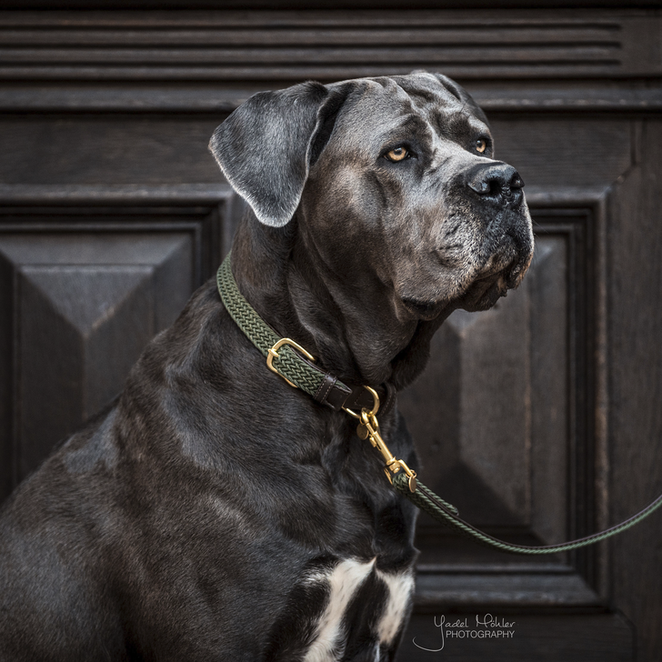 Braided nylon dog collar