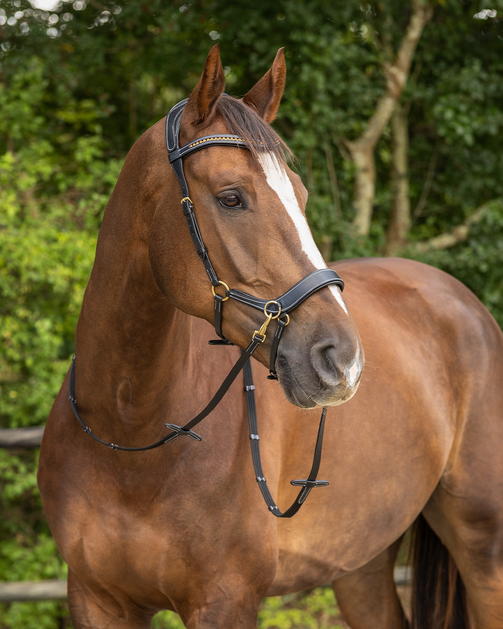 Bitless bridle Anatomical