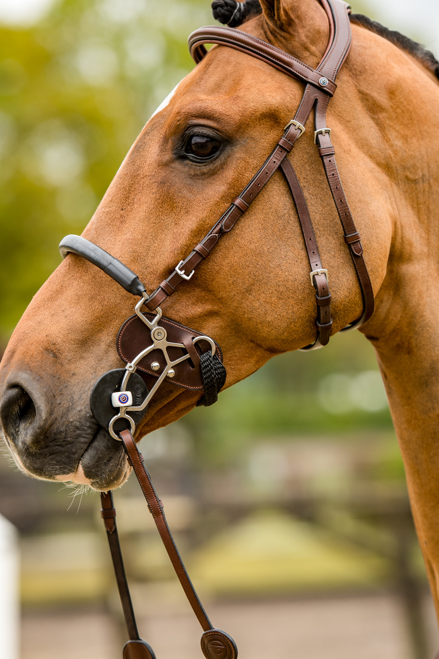 Hackamore protector