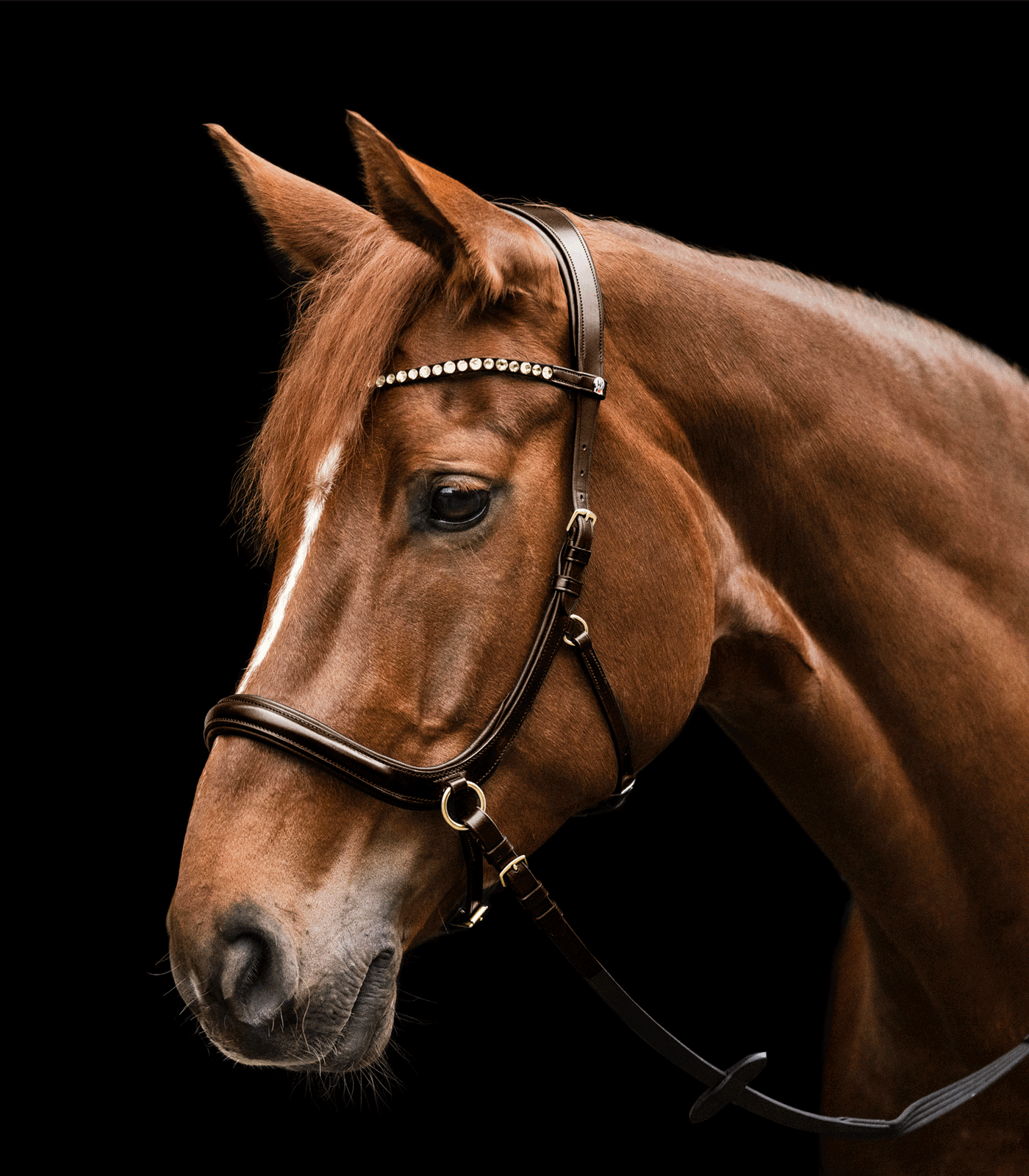Snaffle bridle X-Line Bitless Sensation