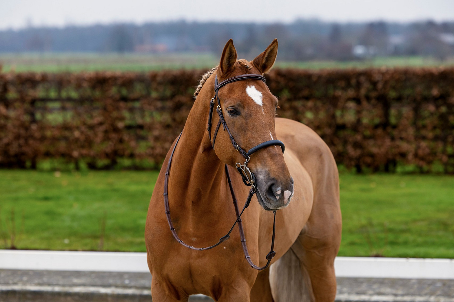 Hickstead Hackamore Trensenzaum
