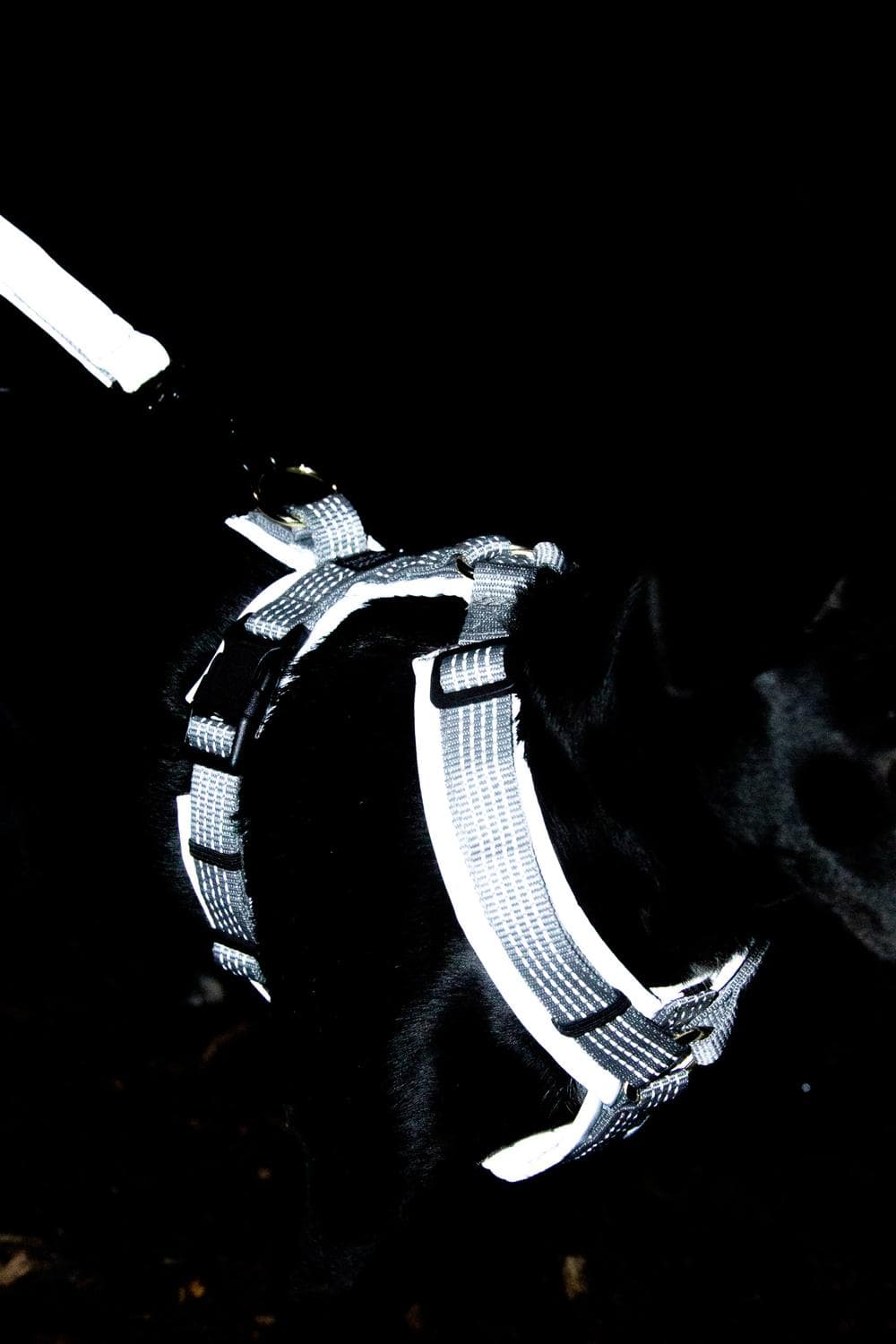 Hundegeschirr Aktiv reflektierend