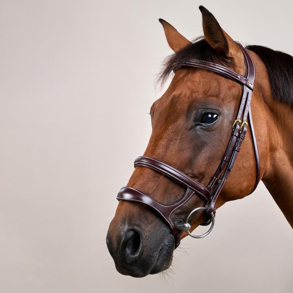 Trense mit Doppelreithalfter DY | Dy'on