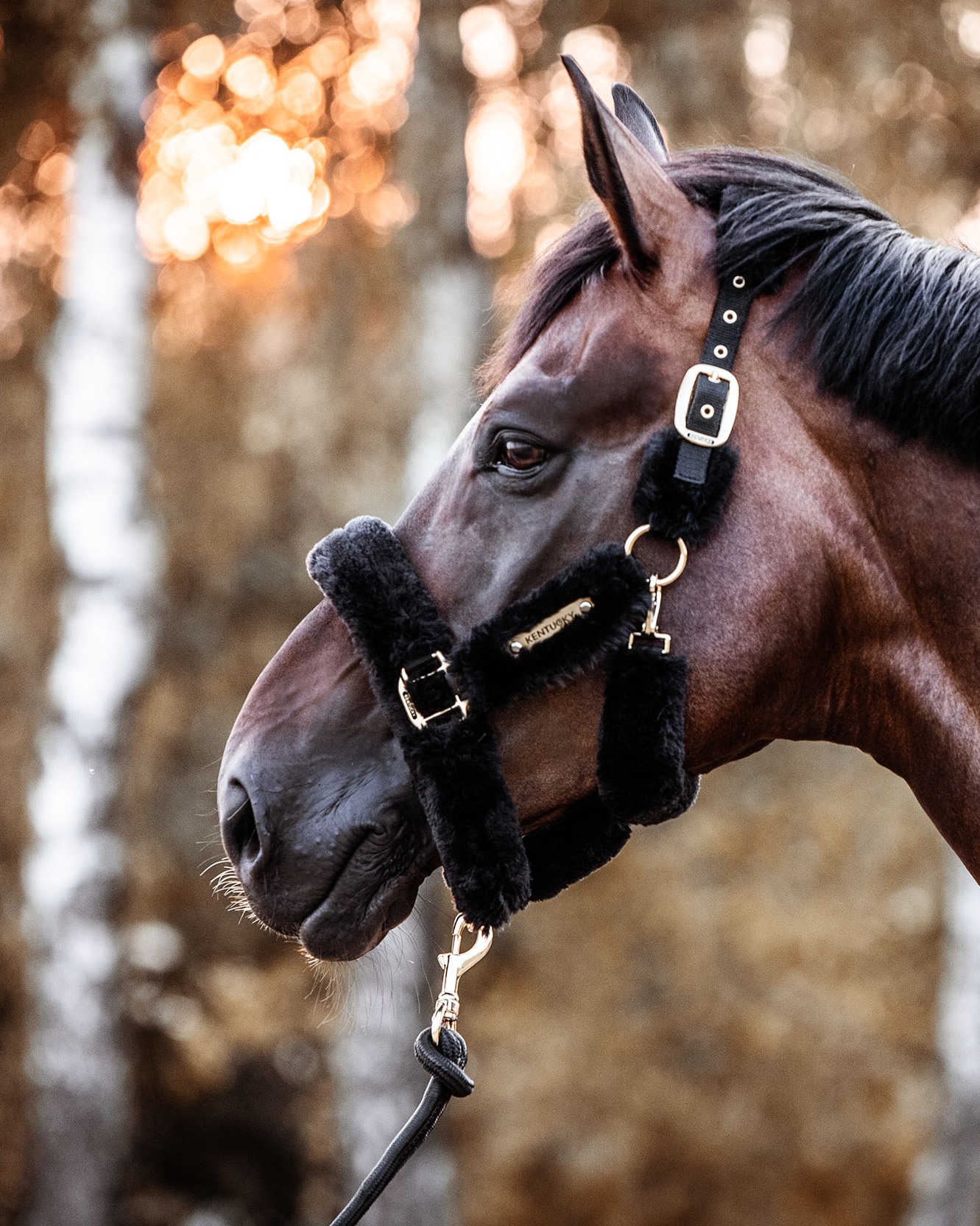 Lambskin halter transport
