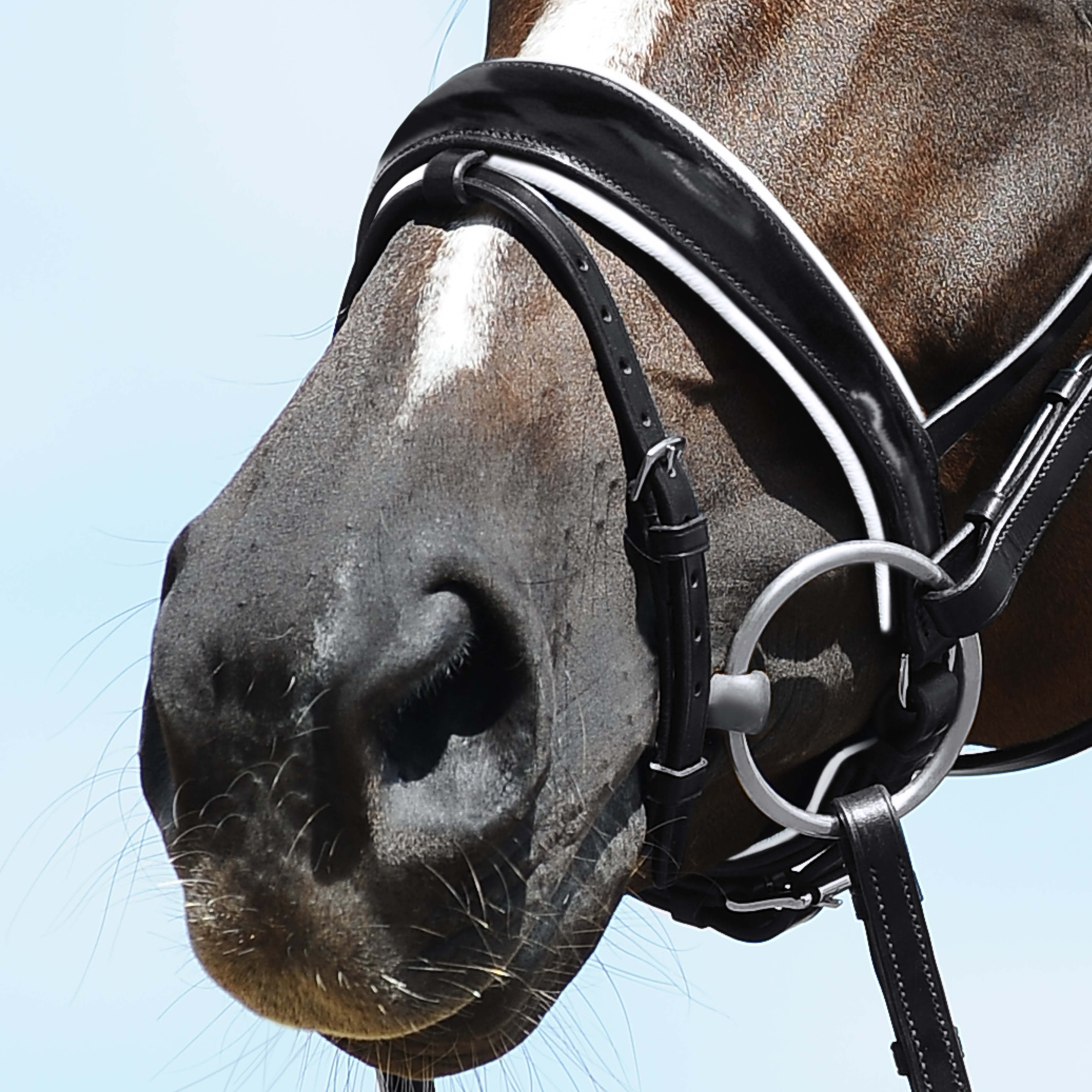 Anatomical noseband with patent leather in black/white