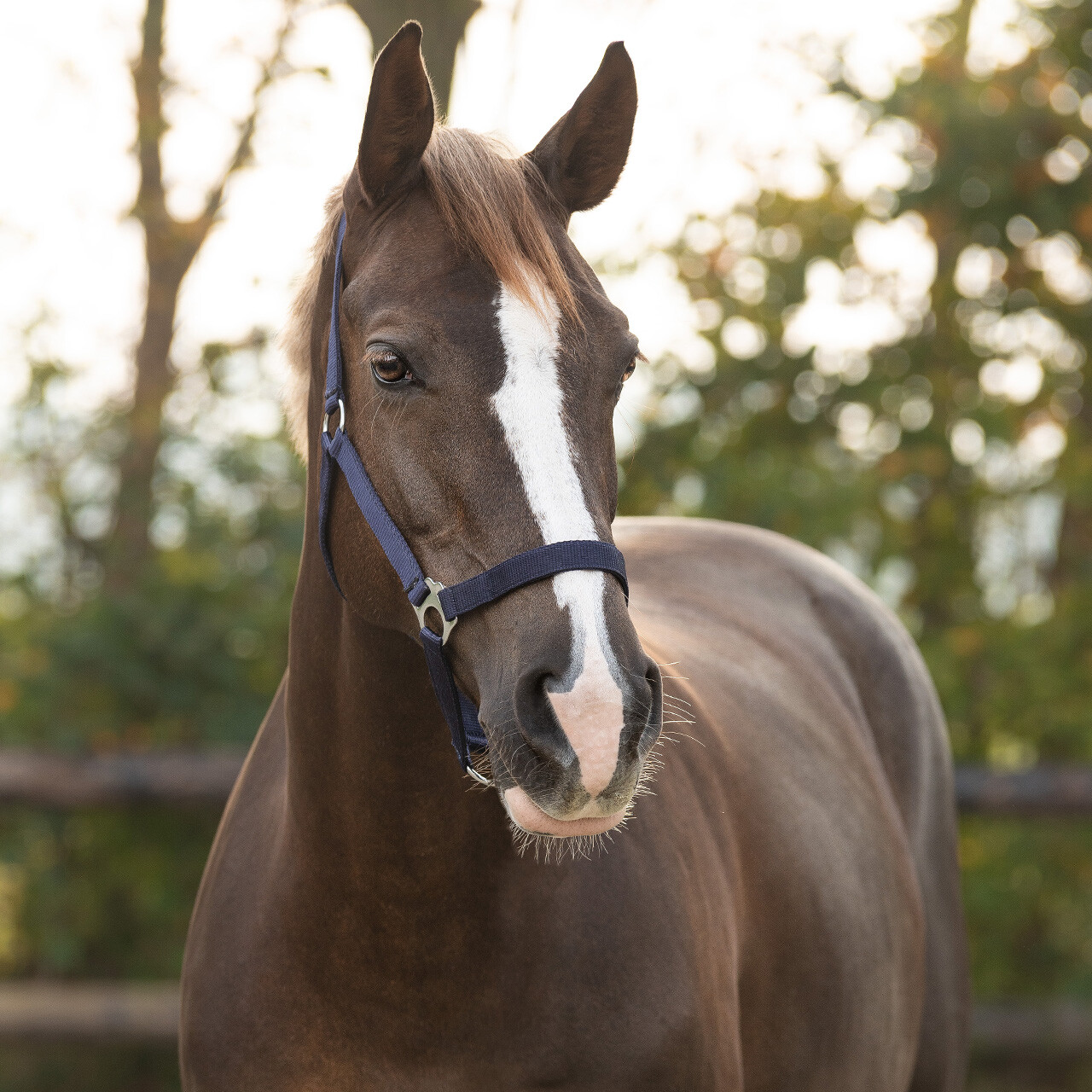 Halter with sliding buckle