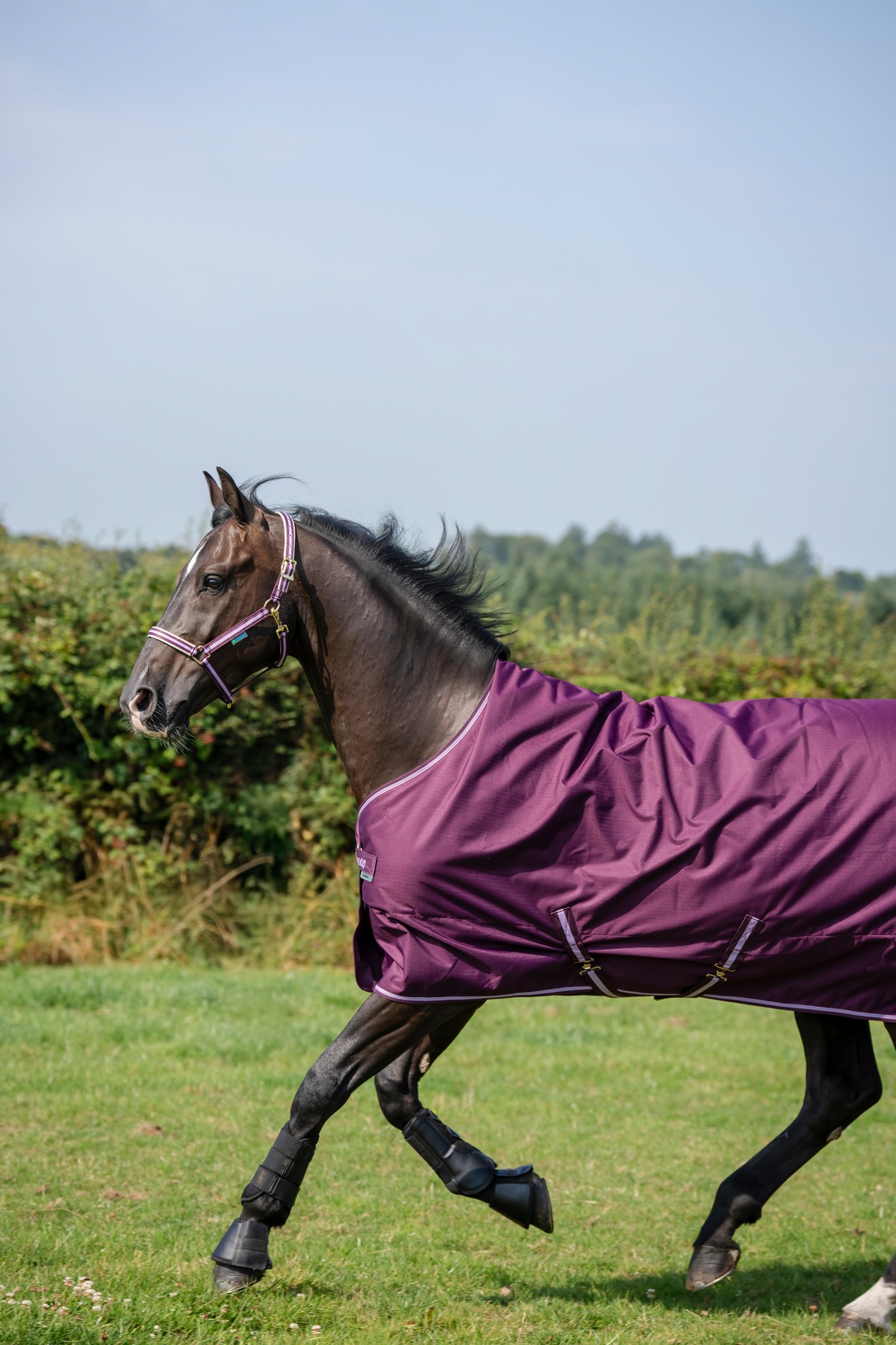 Outdoordecke Freedom Turnout 150 g mit Halsteil in Blackberry