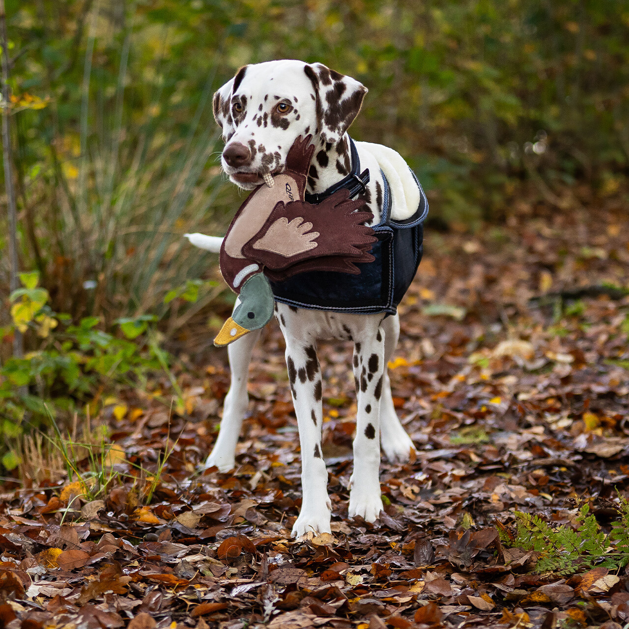 Hundespielzeug ente
