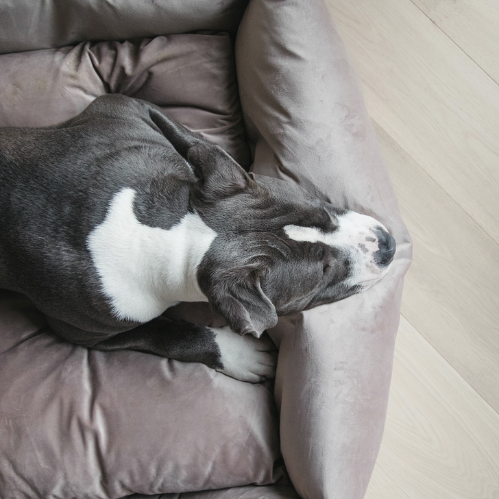 Velvet dog bed