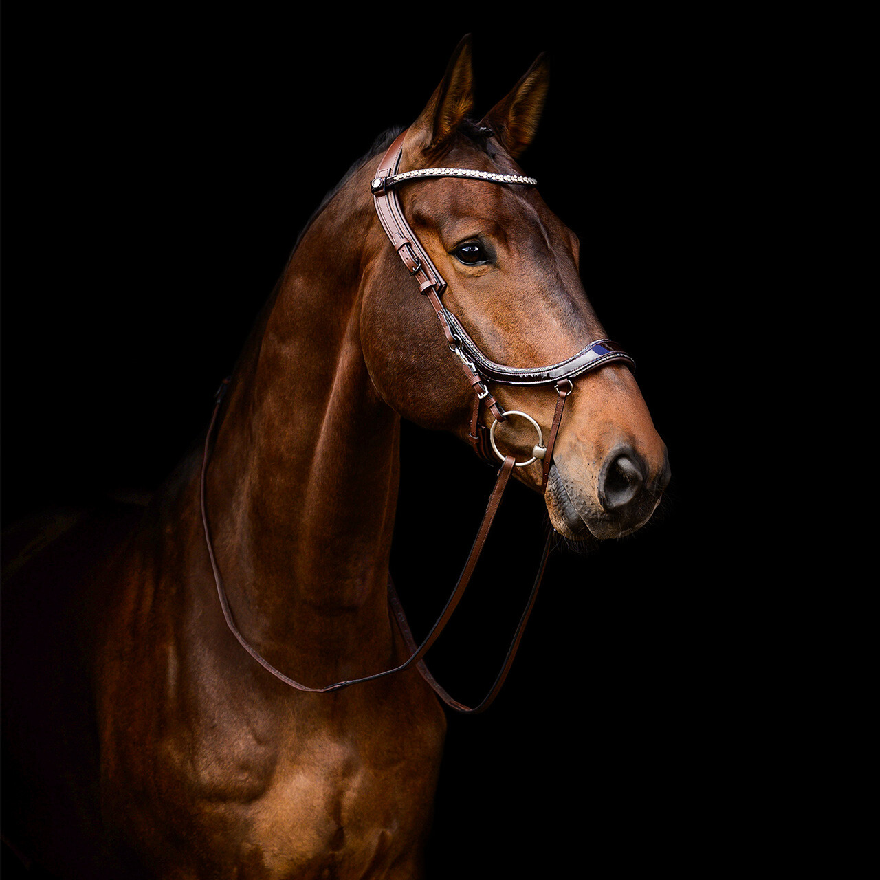 Bridle FaySport Glitter