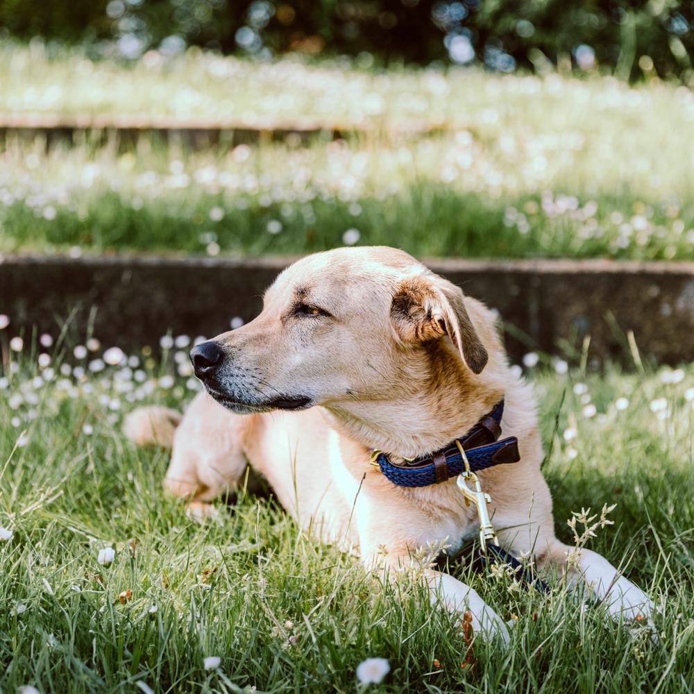 Collier de chien tressé en nylon