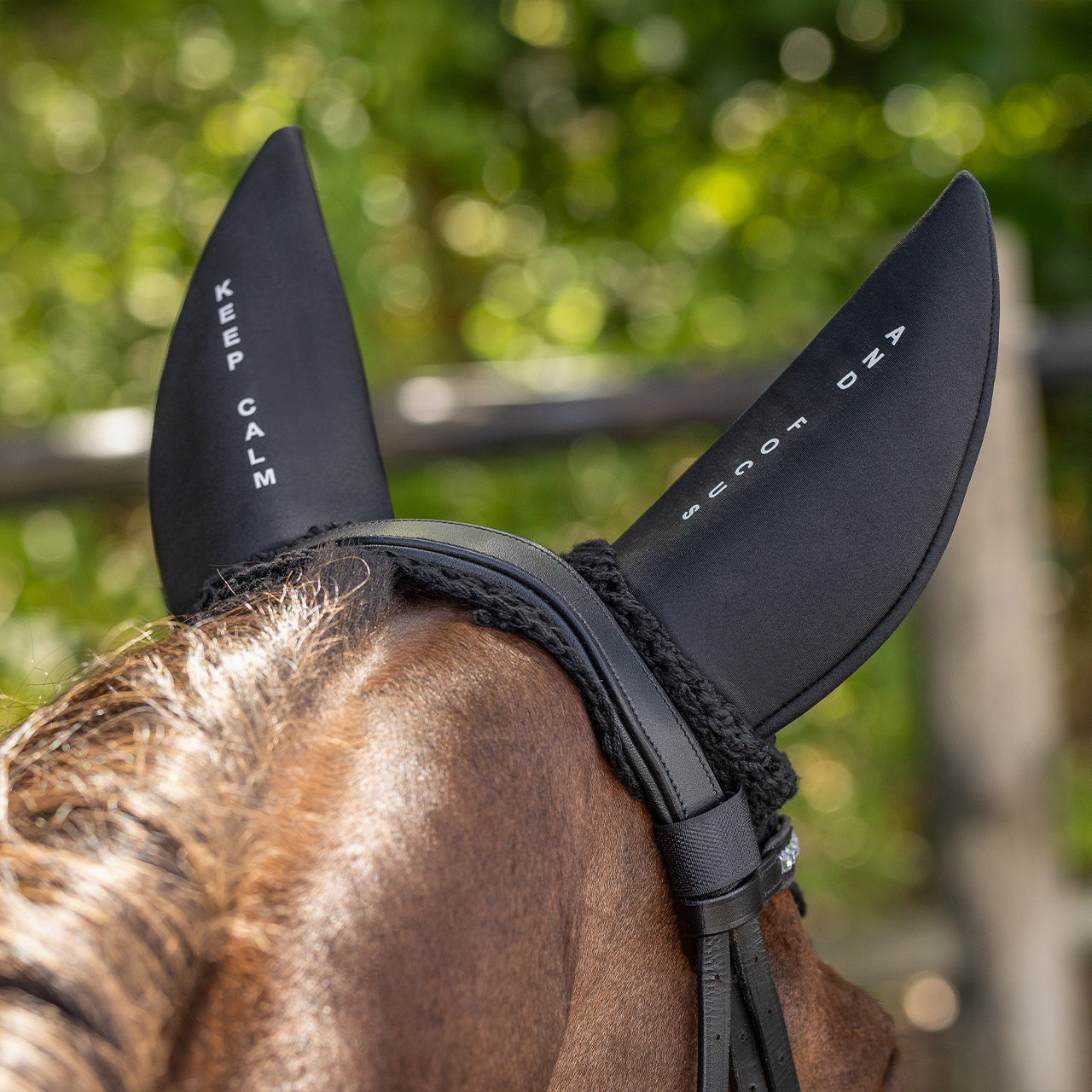 Fly ears 'Keep calm and focus'