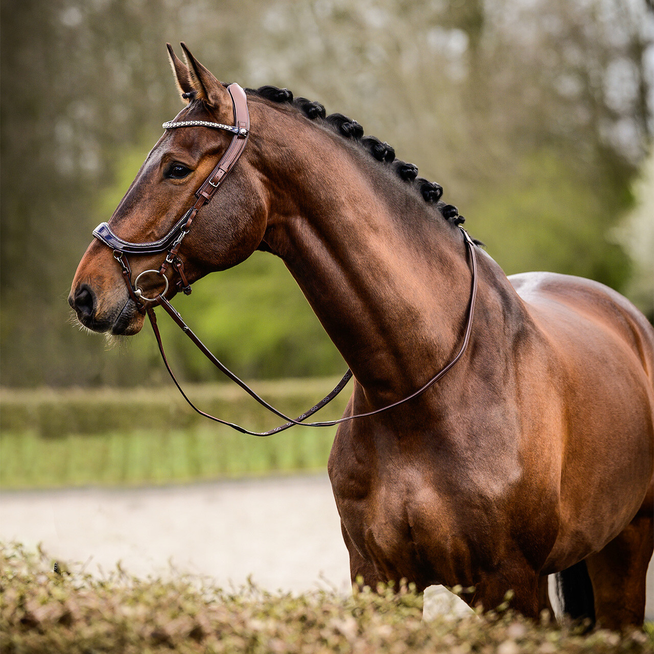 Bridle FaySport Glitter