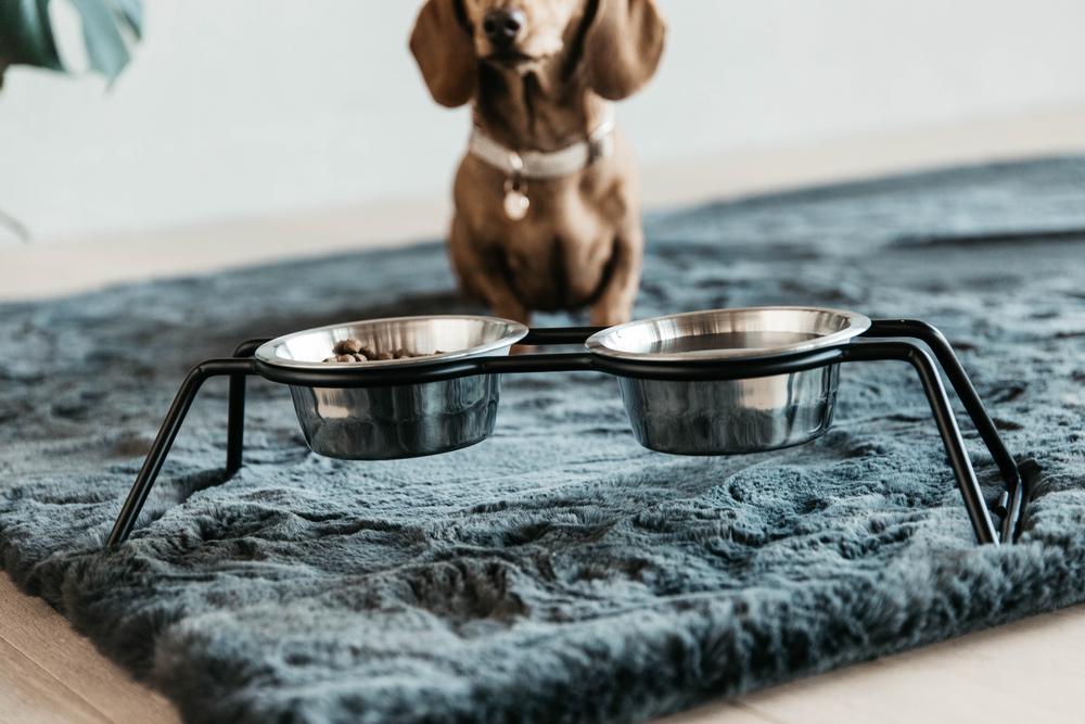 Futternapf Komfort | Kentucky Dogwear