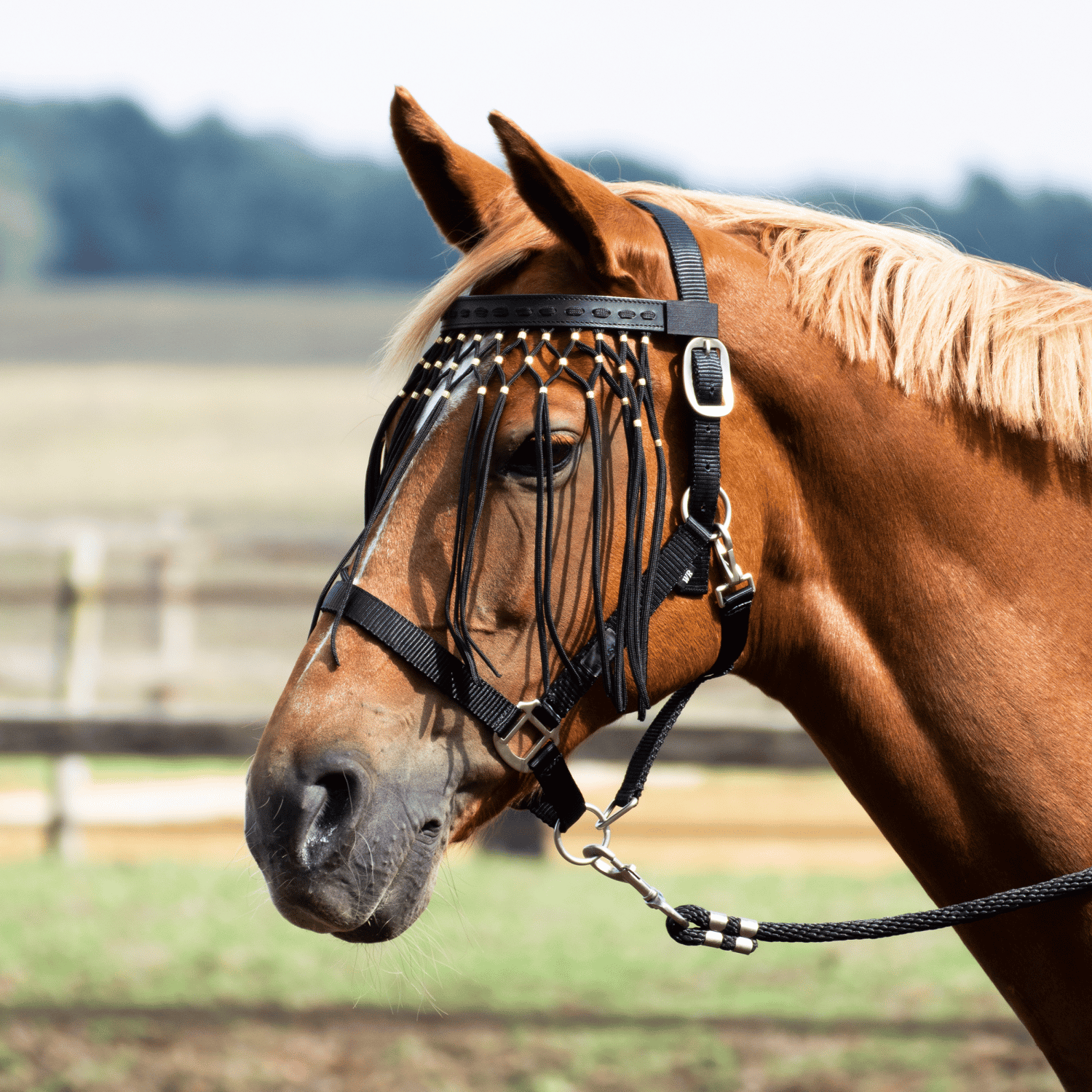 Fliegenfransen Exklusiv Fliegenfransen Exklusiv