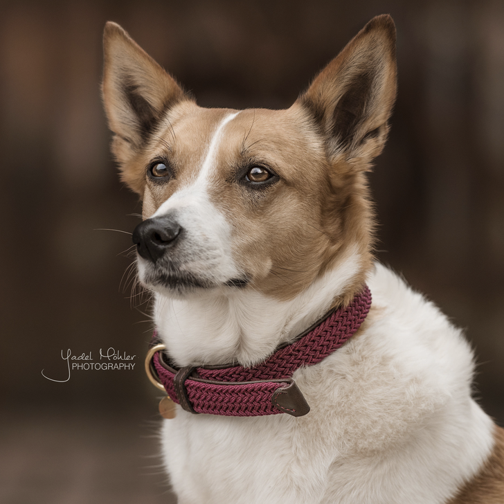 Braided nylon dog collar