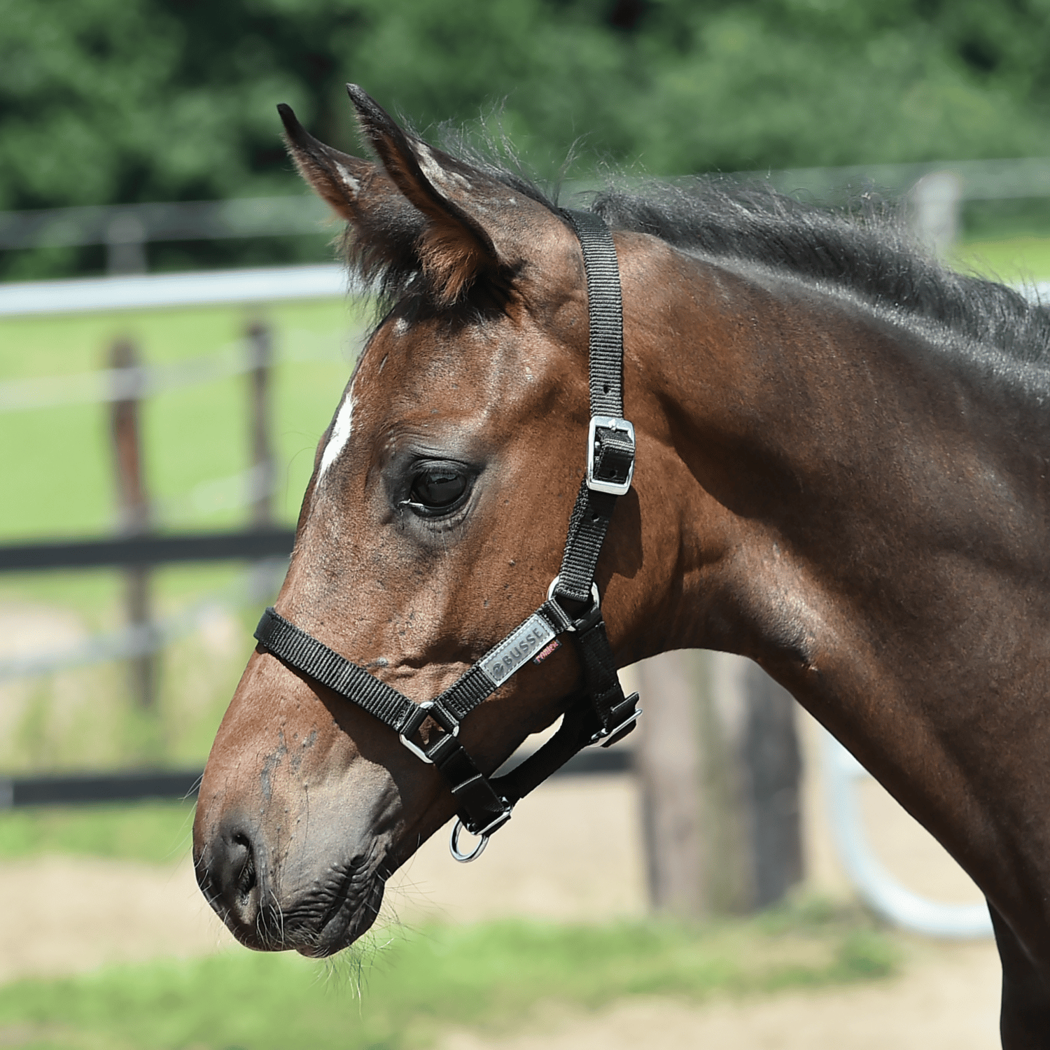 Halfter Fohlen Halfter Fohlen