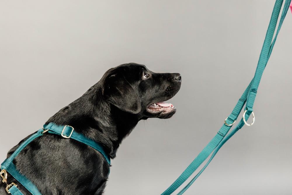 Hunde Leine Velvet 200 cm