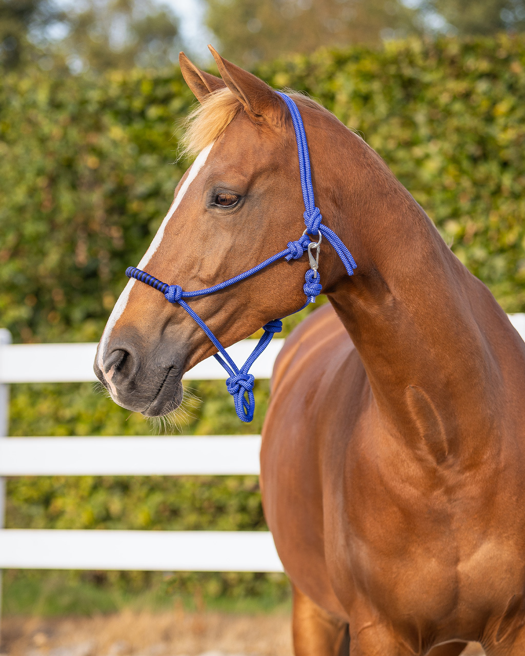 Knotted halter with clip