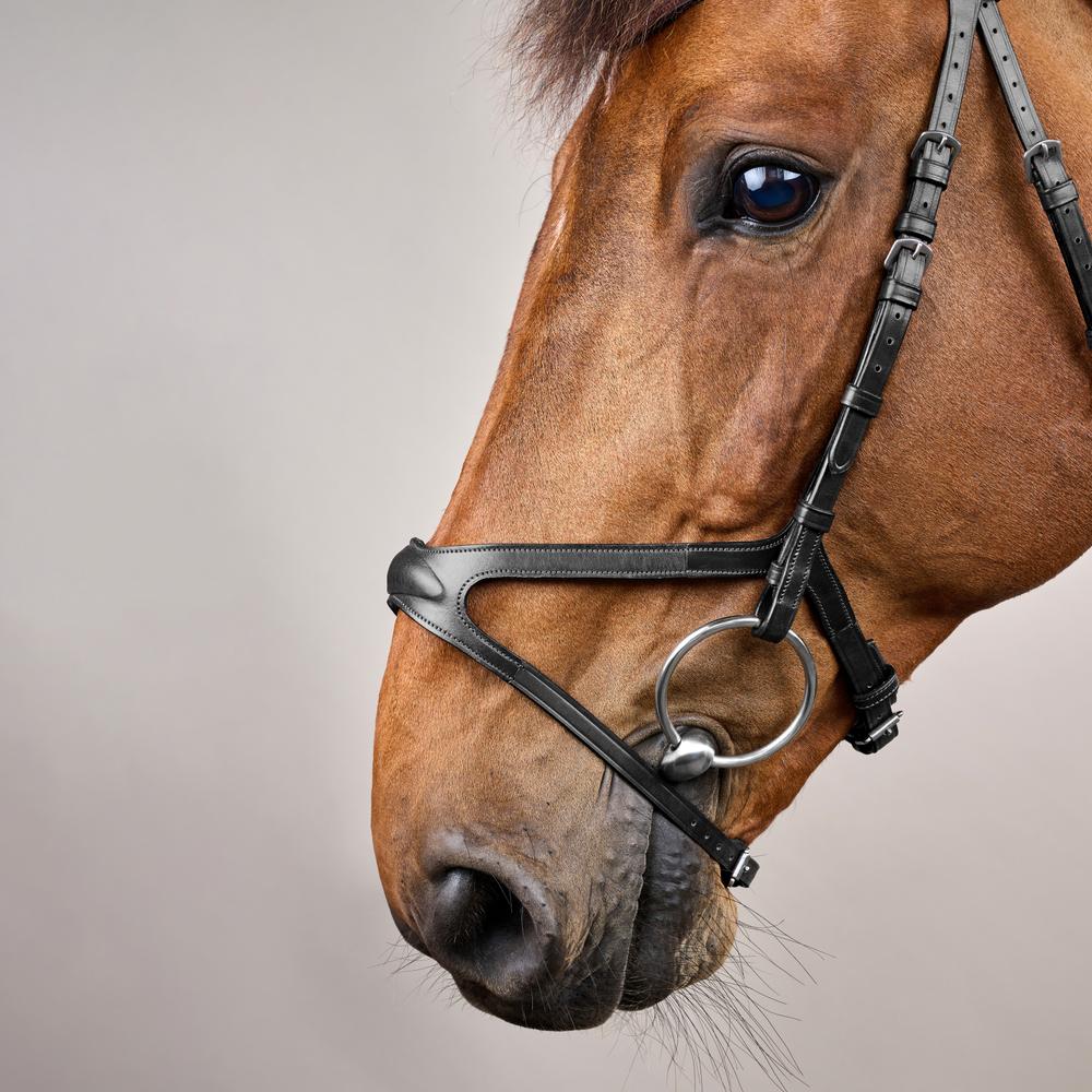 X-fit bridle NE