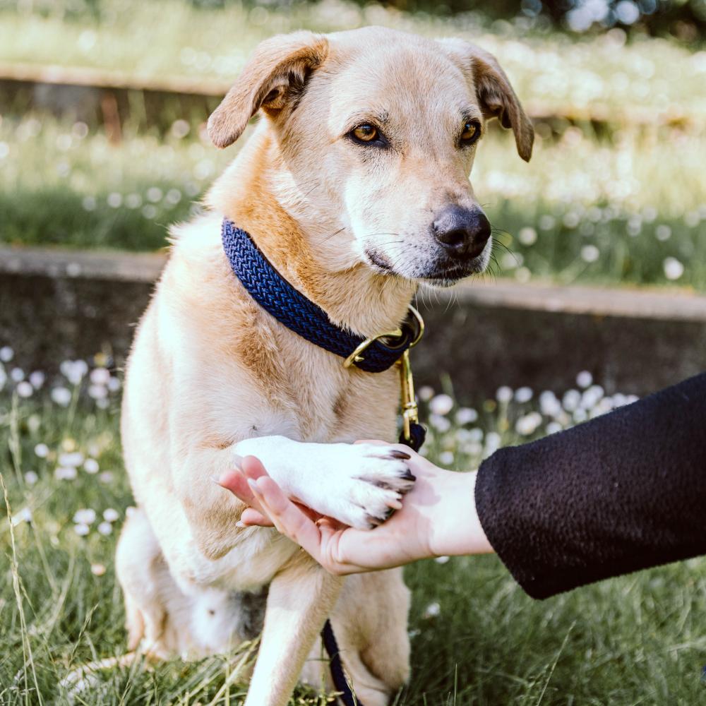 Collier de chien tressé en nylon