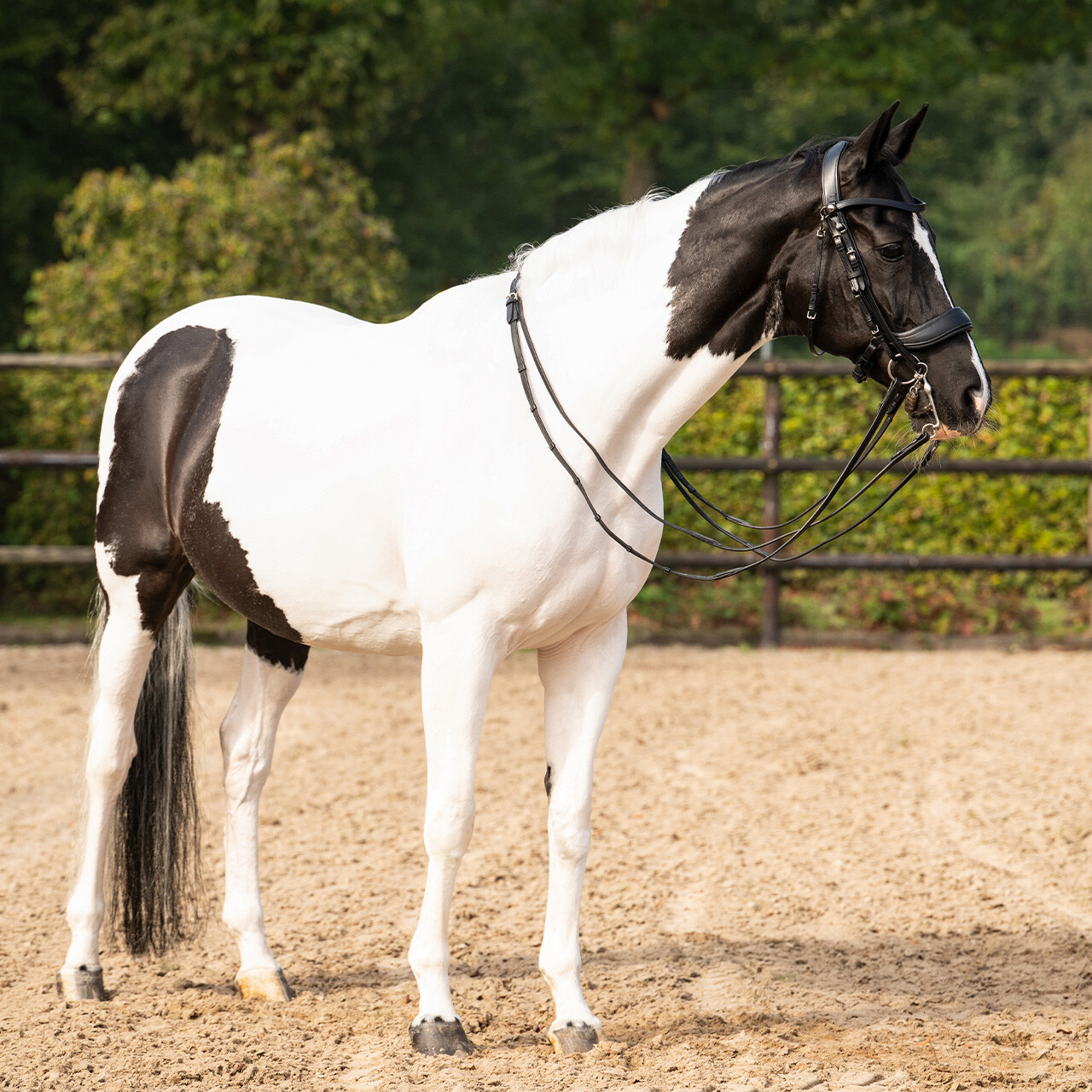 Double bridle FayPerform