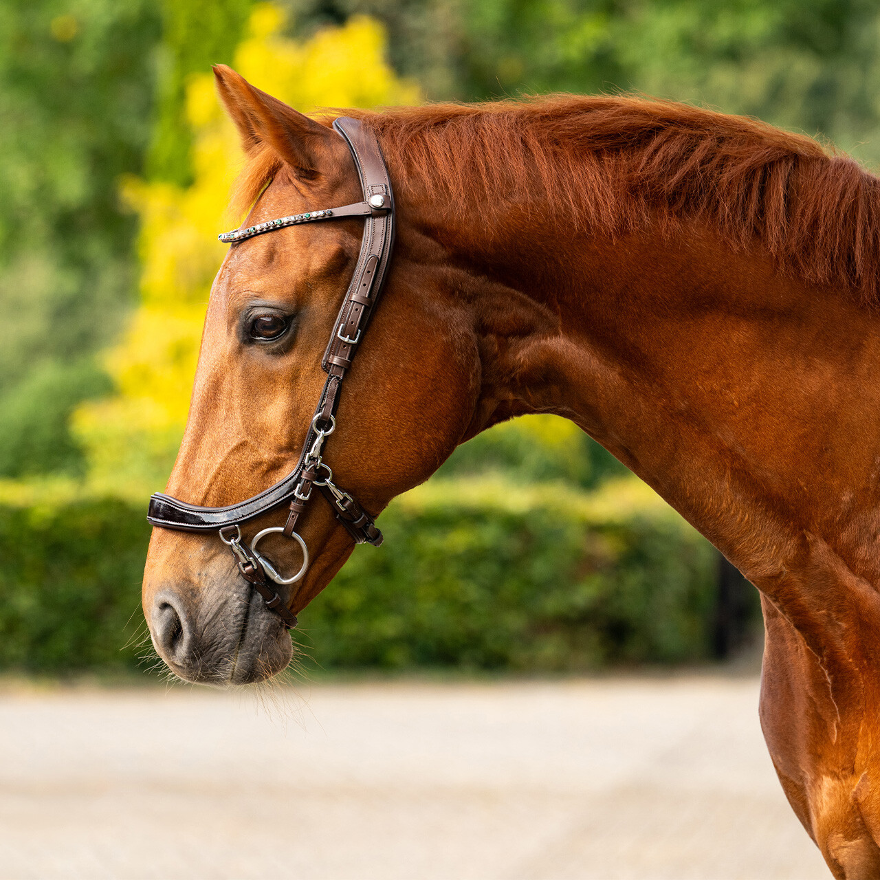 voorhoofdsriem ShineBright