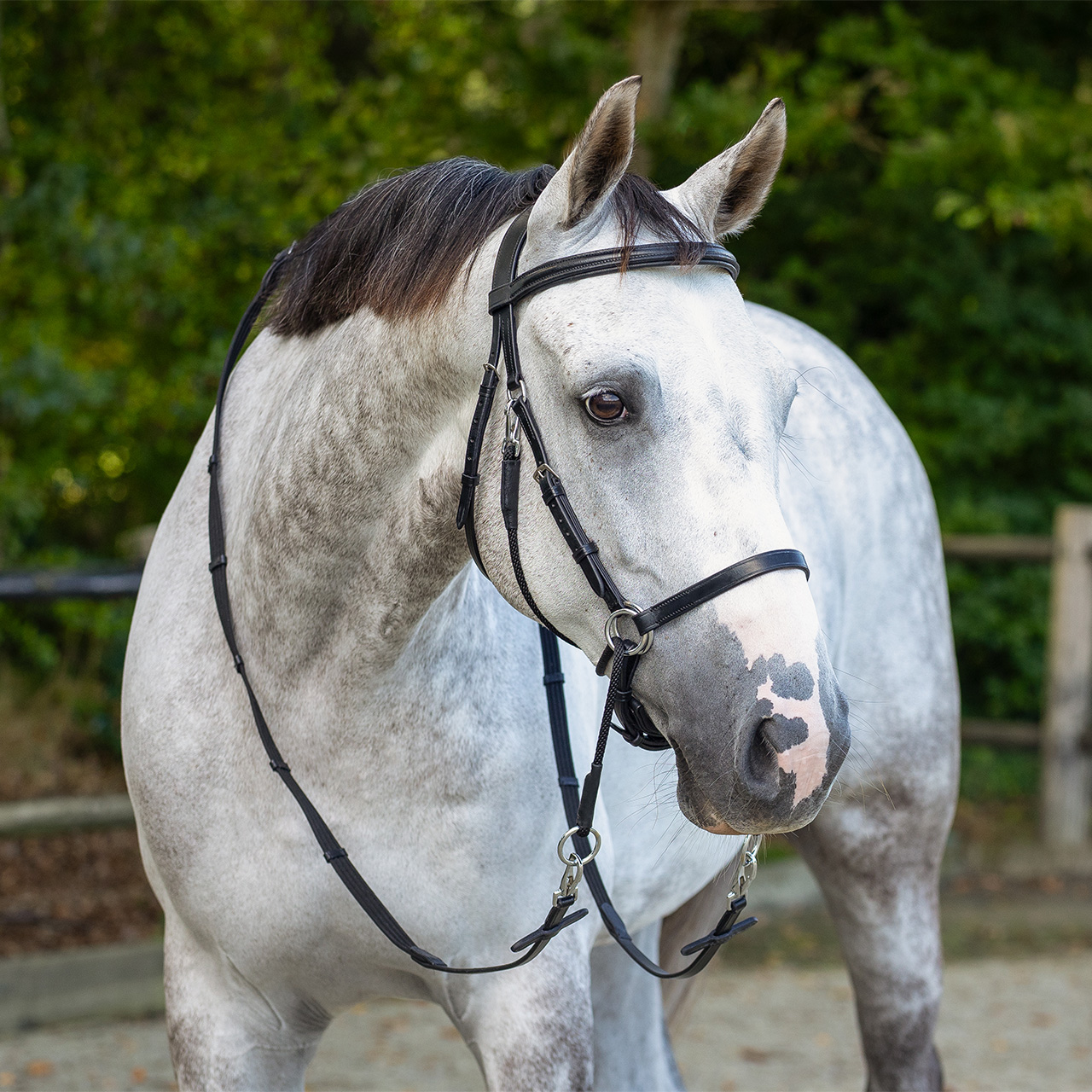 Snaffle bitless Ceto