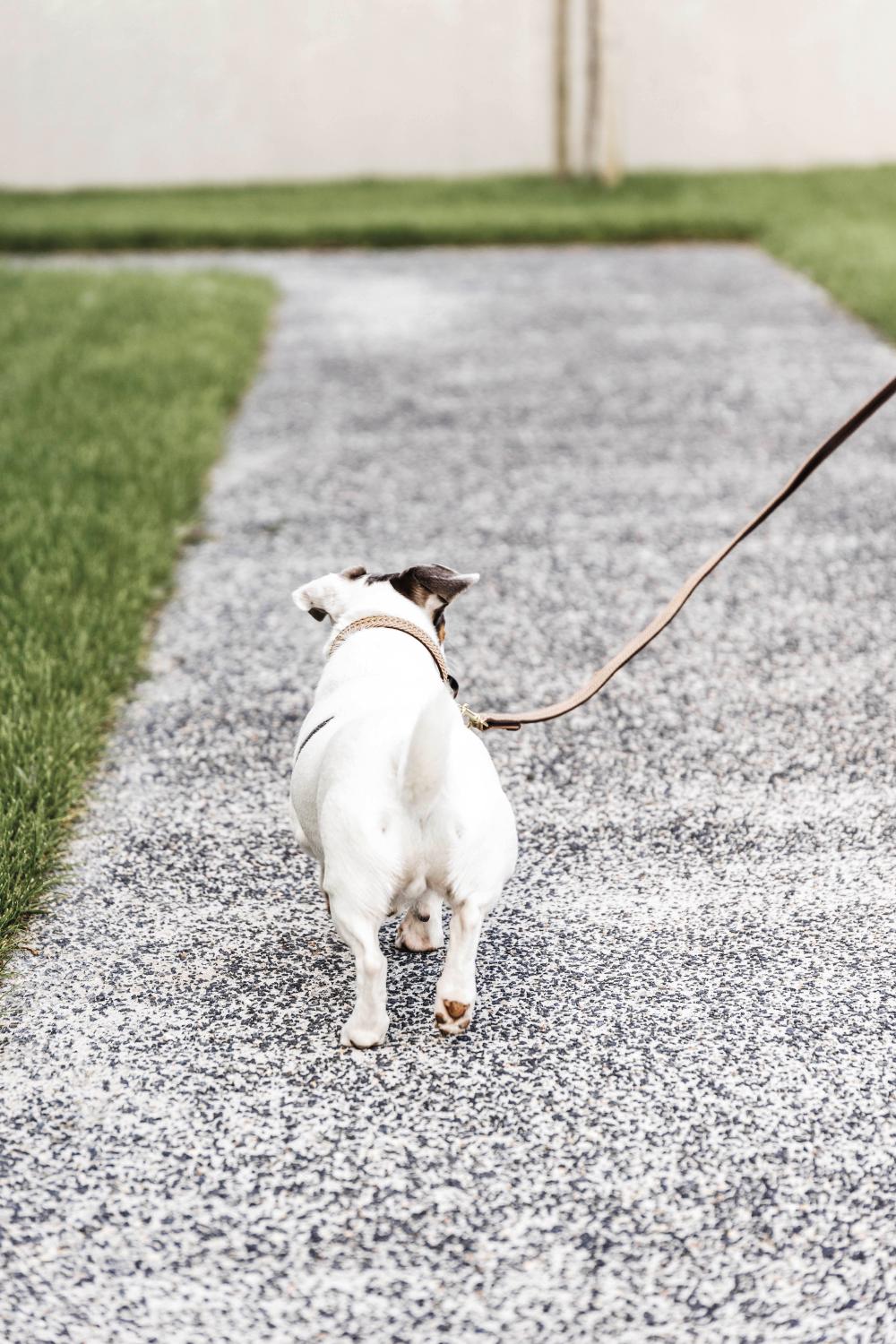 Hunde Leine Plaited Nylon 200 cm