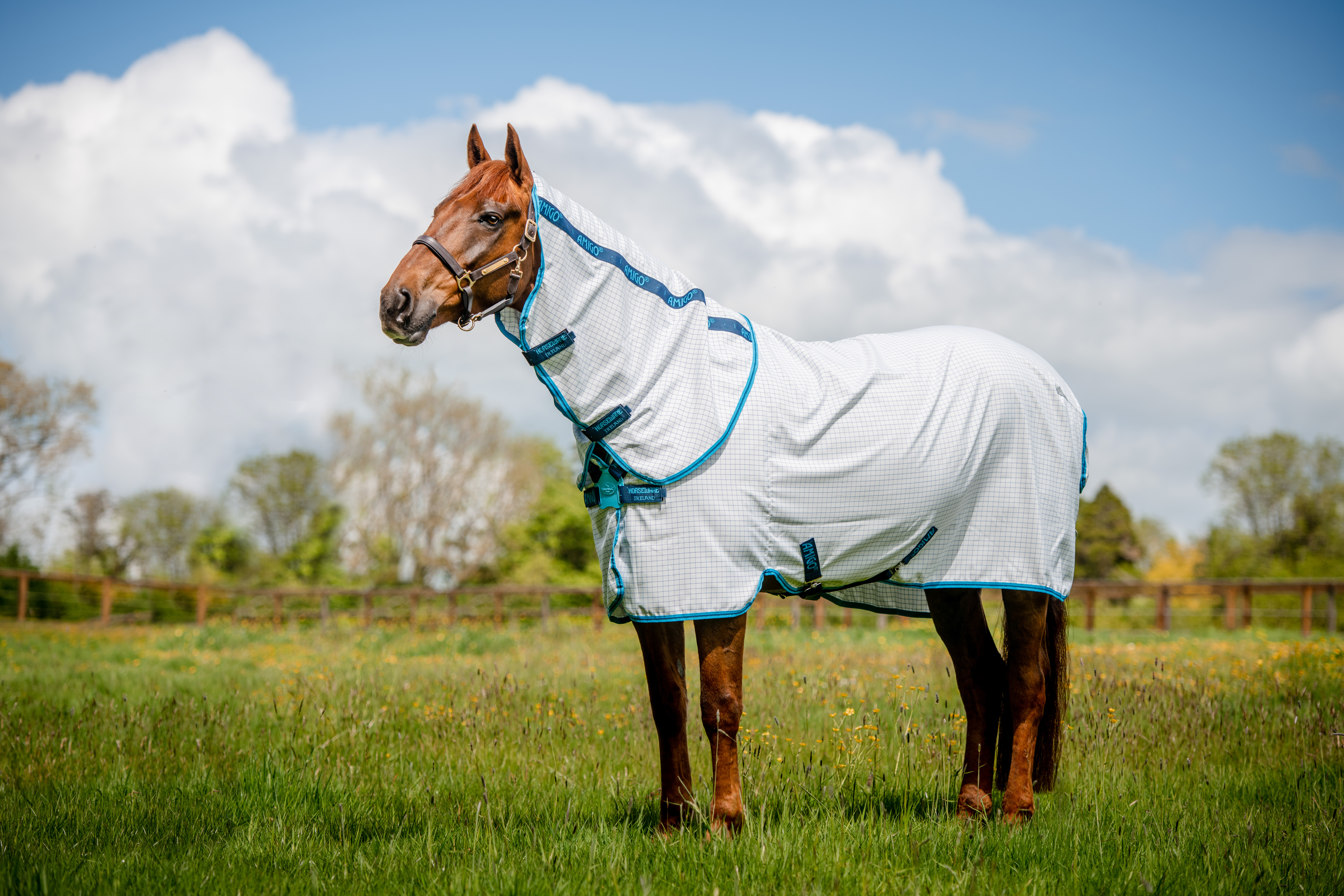 Fliegendecke Amigo Aussie Allrounder DF in NavyCheck/ElectricBlue&Nav