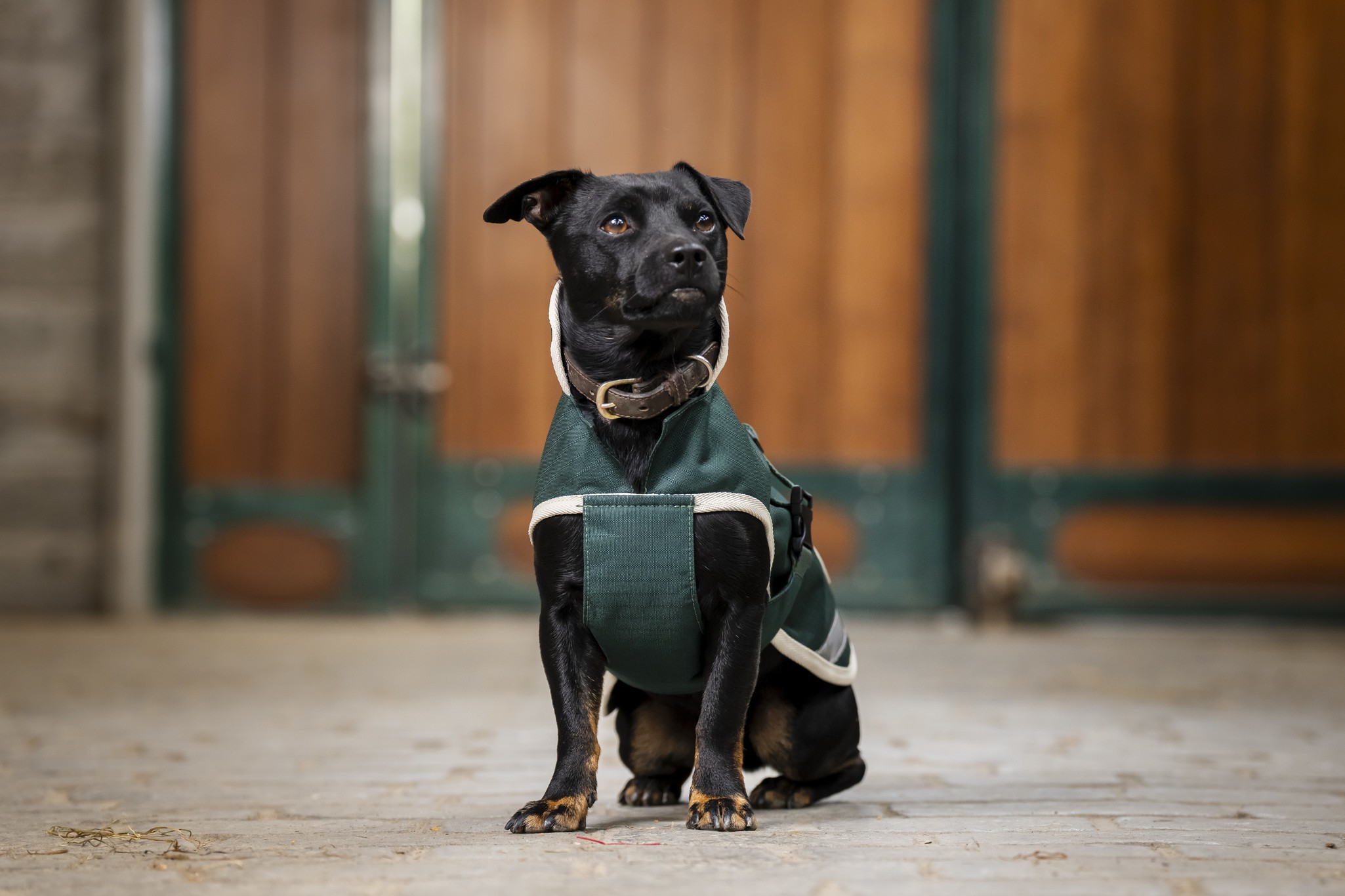 Hundedecke Greenline in Green/cream